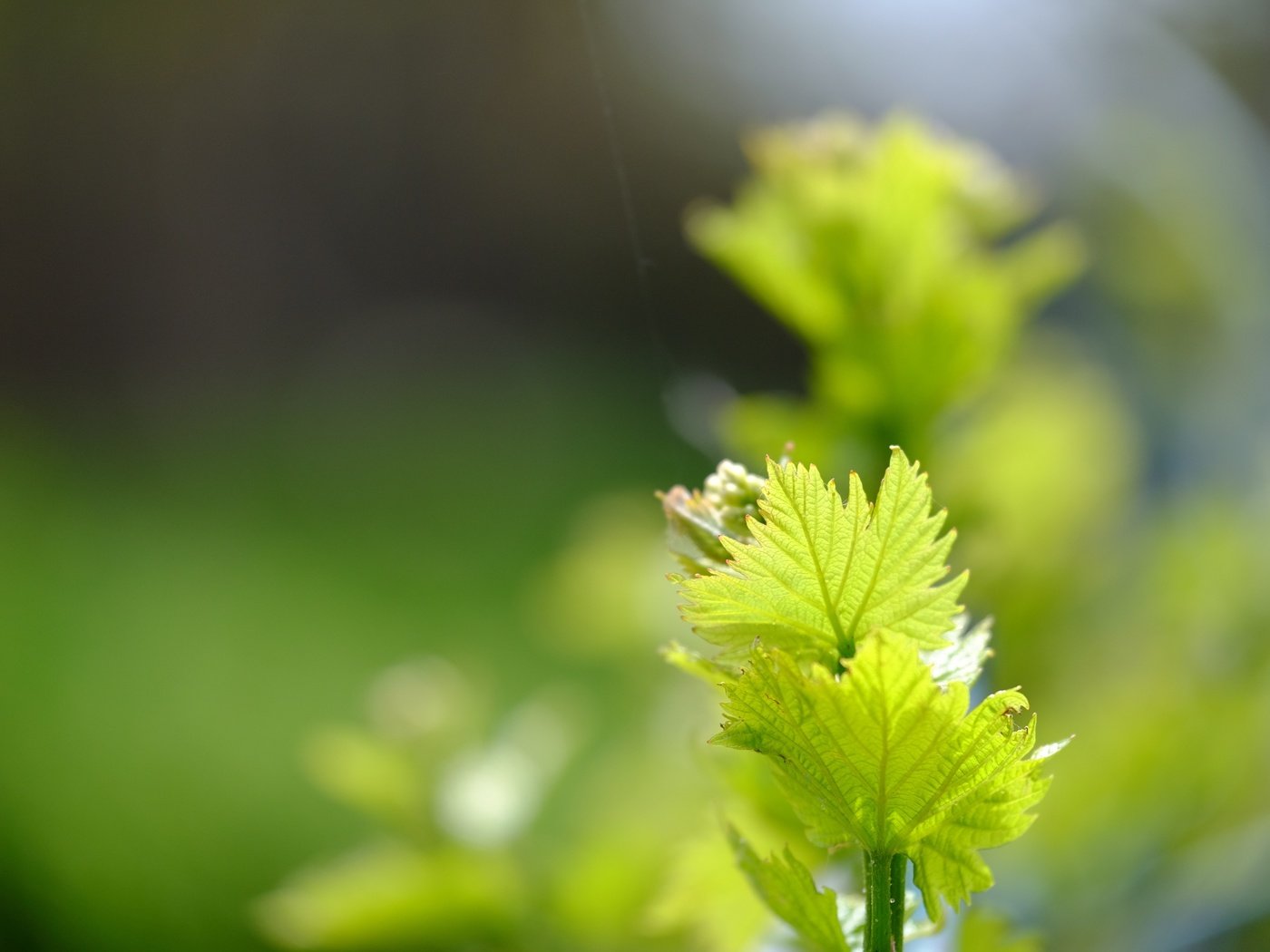 Обои зелень, листья, макро, весна, лоза, greens, leaves, macro, spring, vine разрешение 4896x3264 Загрузить