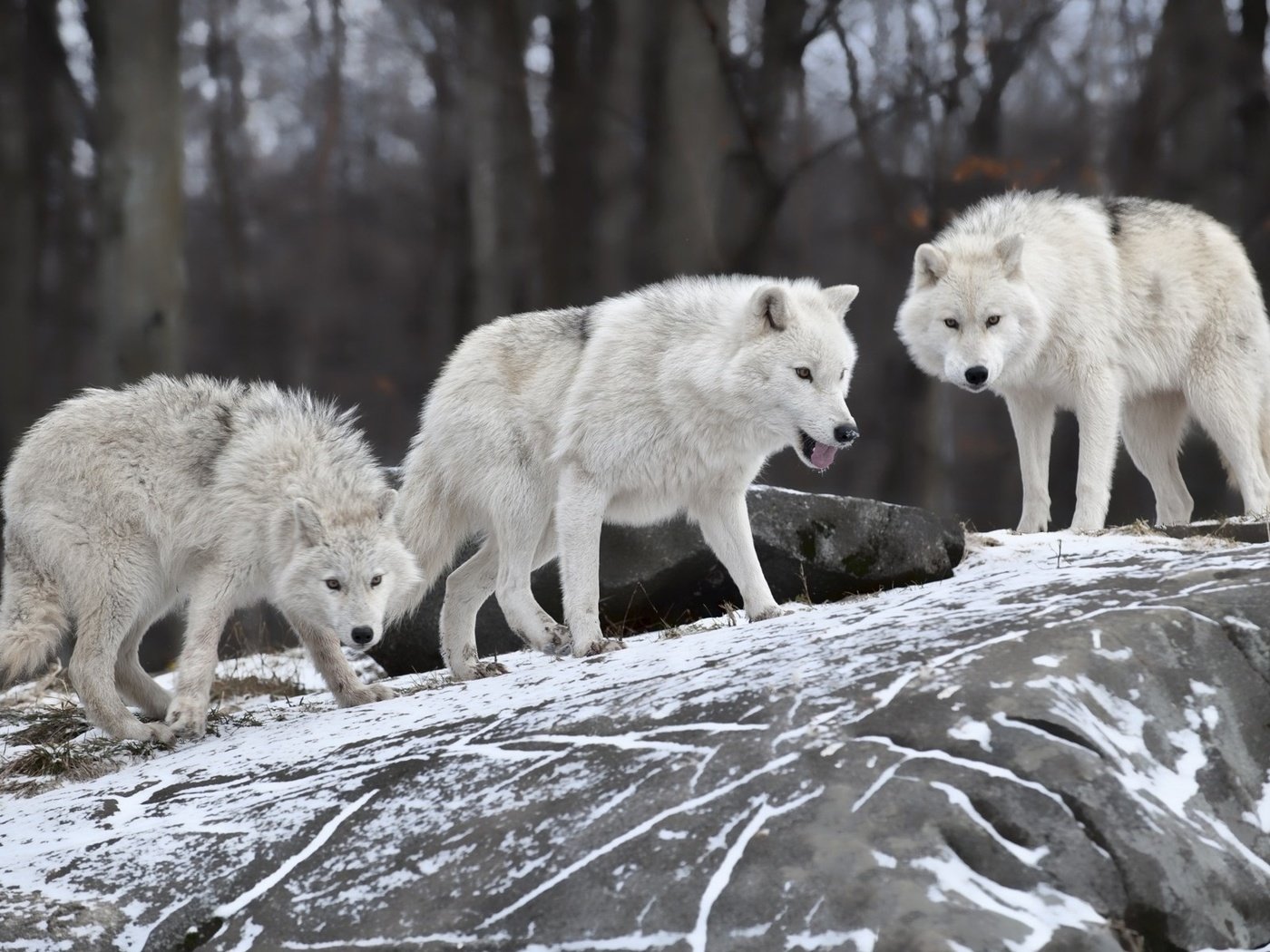 Обои природа, лес, зима, белые, волки, волки.стая, nature, forest, winter, white, wolves, wolves.pack разрешение 1920x1200 Загрузить