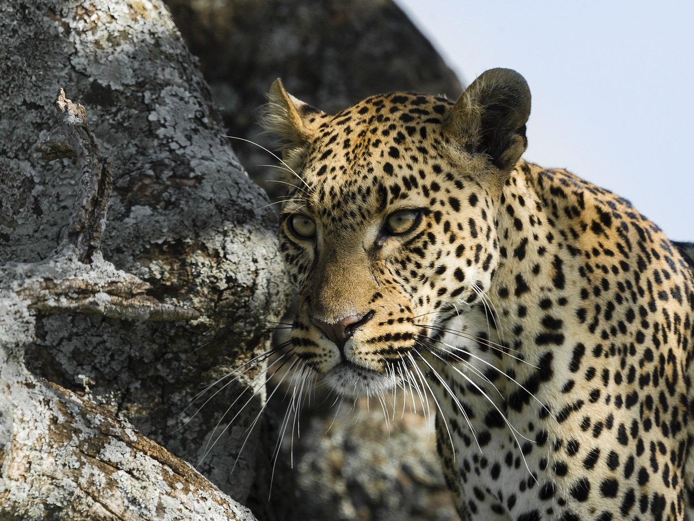 Обои морда, усы, взгляд, леопард, хищник, face, mustache, look, leopard, predator разрешение 2000x1335 Загрузить