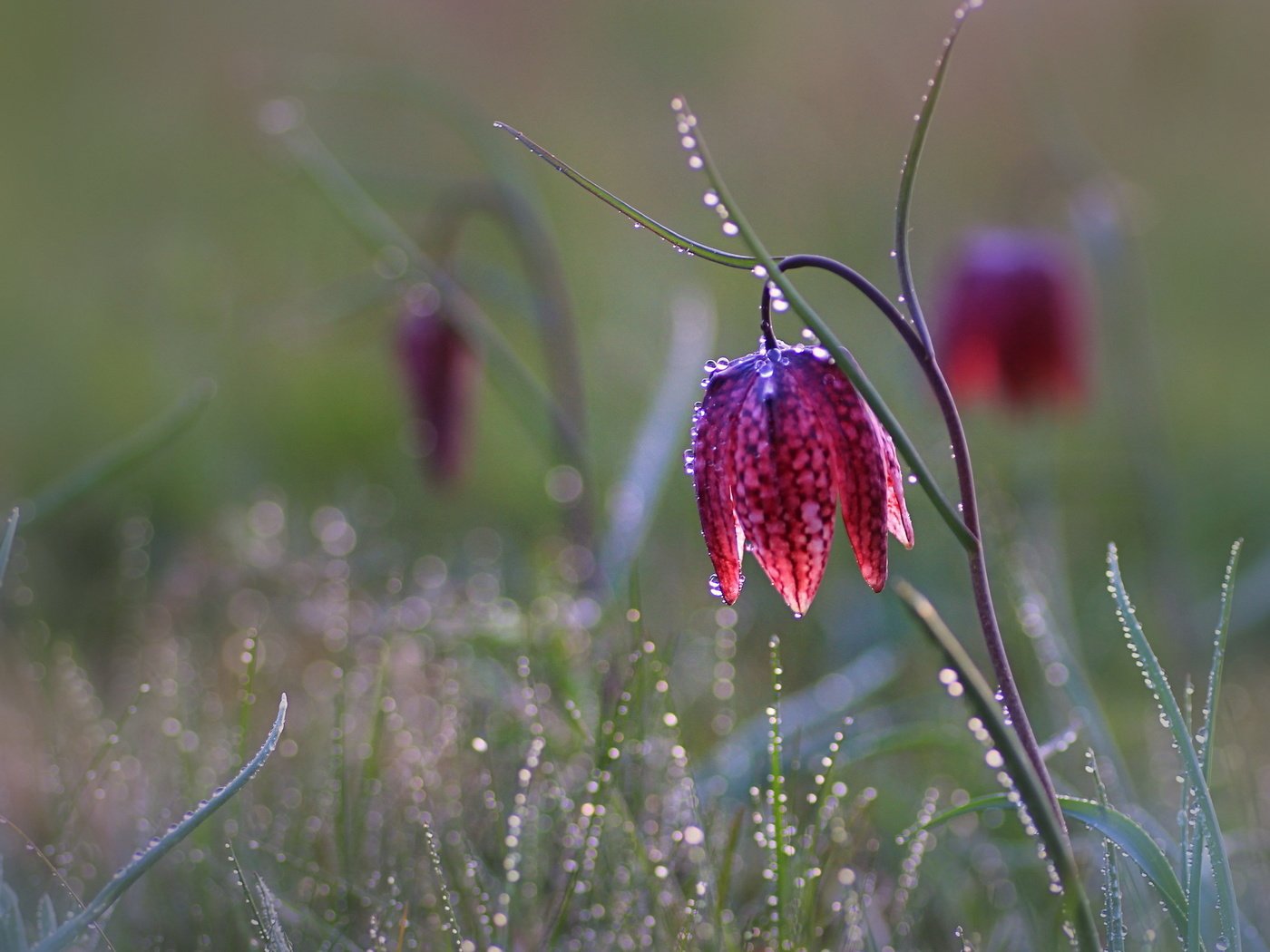 Обои трава, цветок, капли, рябчик шахматный, grass, flower, drops, grouse chess разрешение 2560x1703 Загрузить