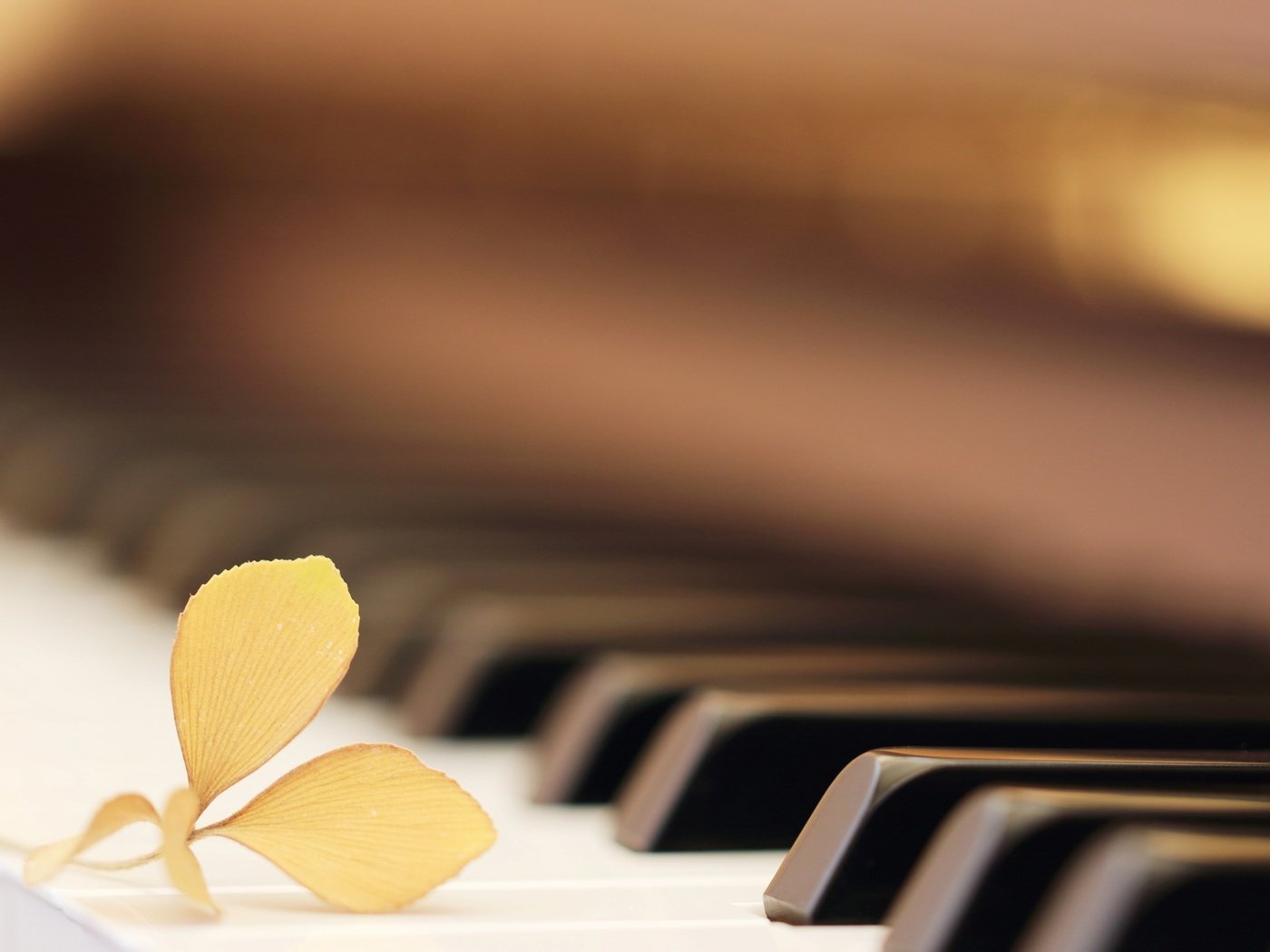 Обои макро, цветок, музыка, пианино, клавиши, macro, flower, music, piano, keys разрешение 2573x1716 Загрузить