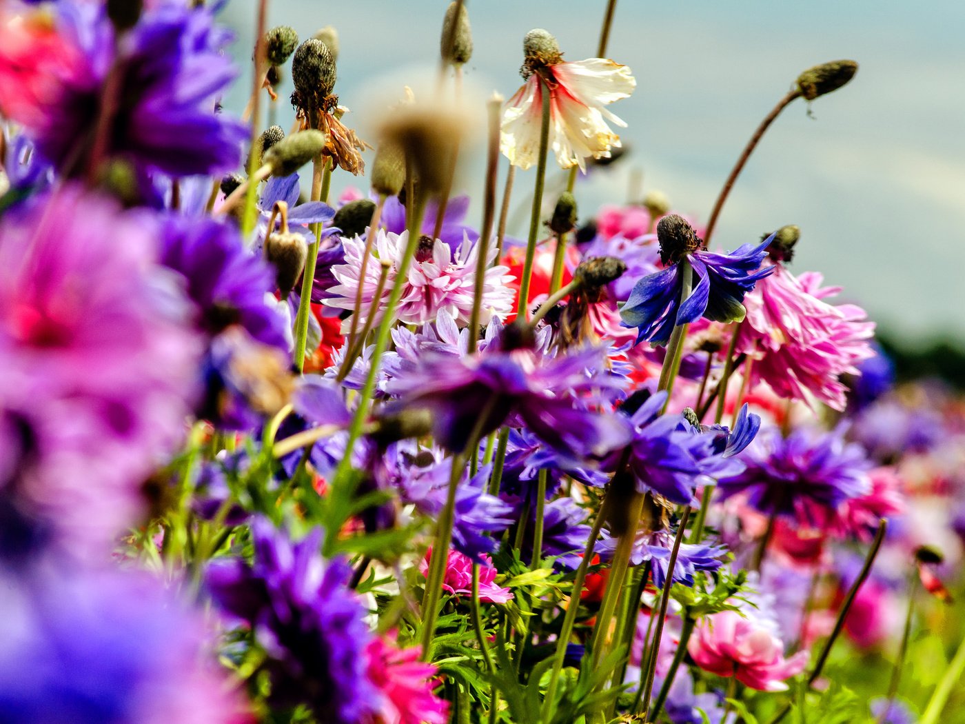 Обои природа, поле, лето, лепестки, луг, стебель, nature, field, summer, petals, meadow, stem разрешение 2048x1356 Загрузить