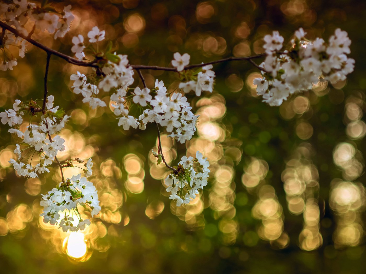 Обои свет, цветы, дерево, цветение, ветки, цвет, весна, вишня, light, flowers, tree, flowering, branches, color, spring, cherry разрешение 2048x1365 Загрузить