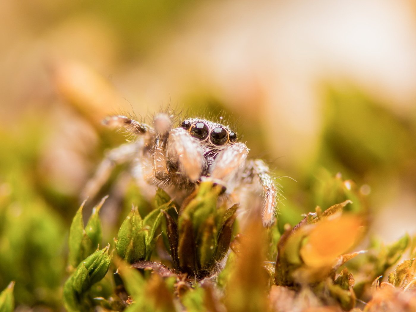 Обои трава, природа, макро, паук, grass, nature, macro, spider разрешение 1920x1200 Загрузить