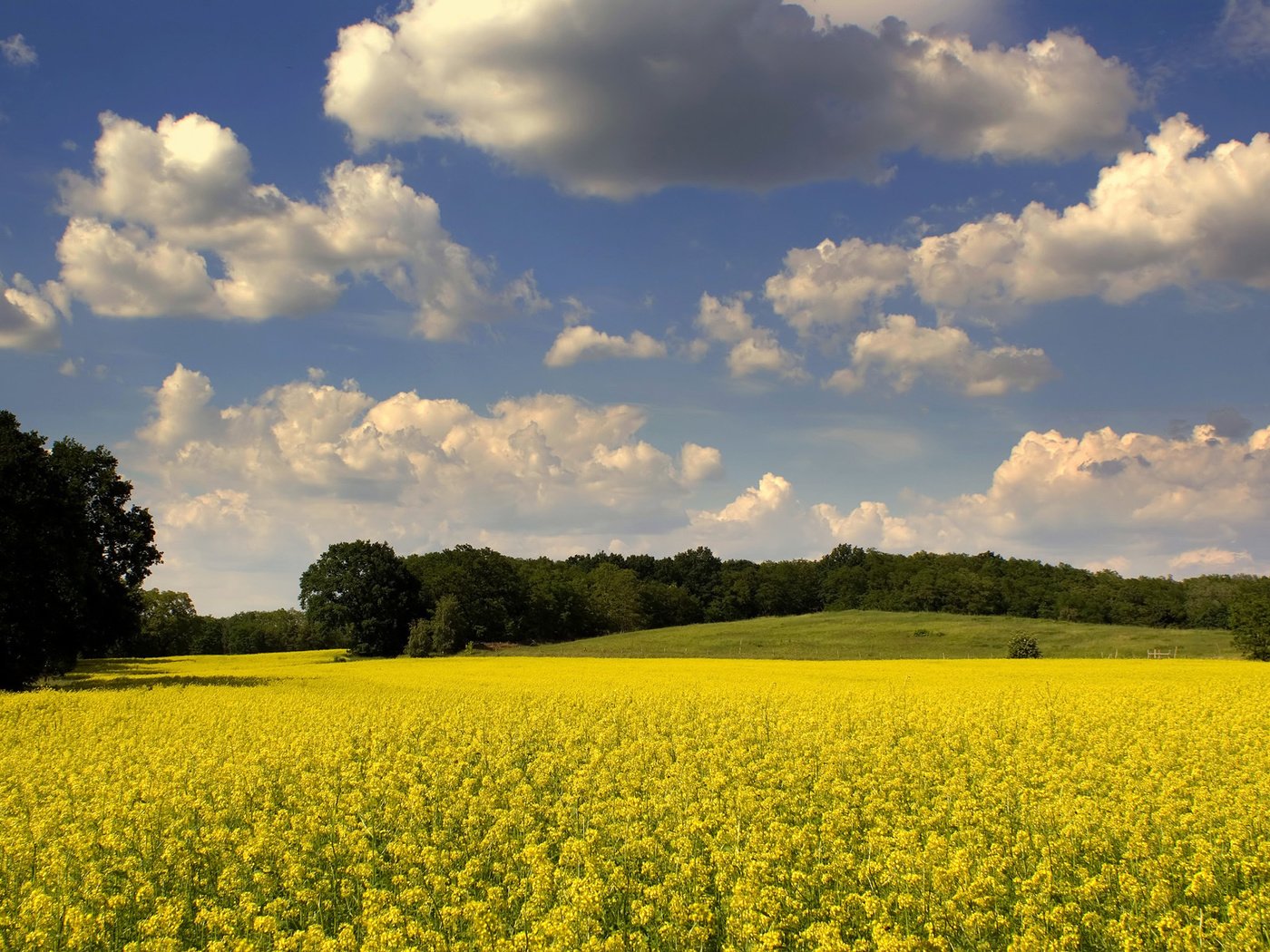 Обои небо, цветы, облака, деревья, природа, поле, рапс, the sky, flowers, clouds, trees, nature, field, rape разрешение 1920x1200 Загрузить