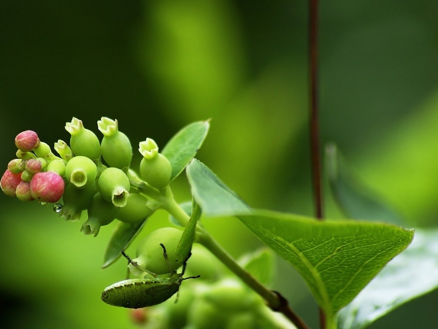 Обои листья, жук, насекомое, ягода, растение, стебель, leaves, beetle, insect, berry, plant, stem разрешение 2178x1200 Загрузить