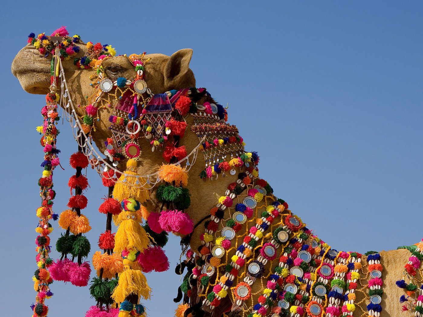 Обои украшения, индия, верблюд, шея, сбруя, праздничная, нарядной, decoration, india, camel, neck, harness, holiday, elegant разрешение 1920x1200 Загрузить