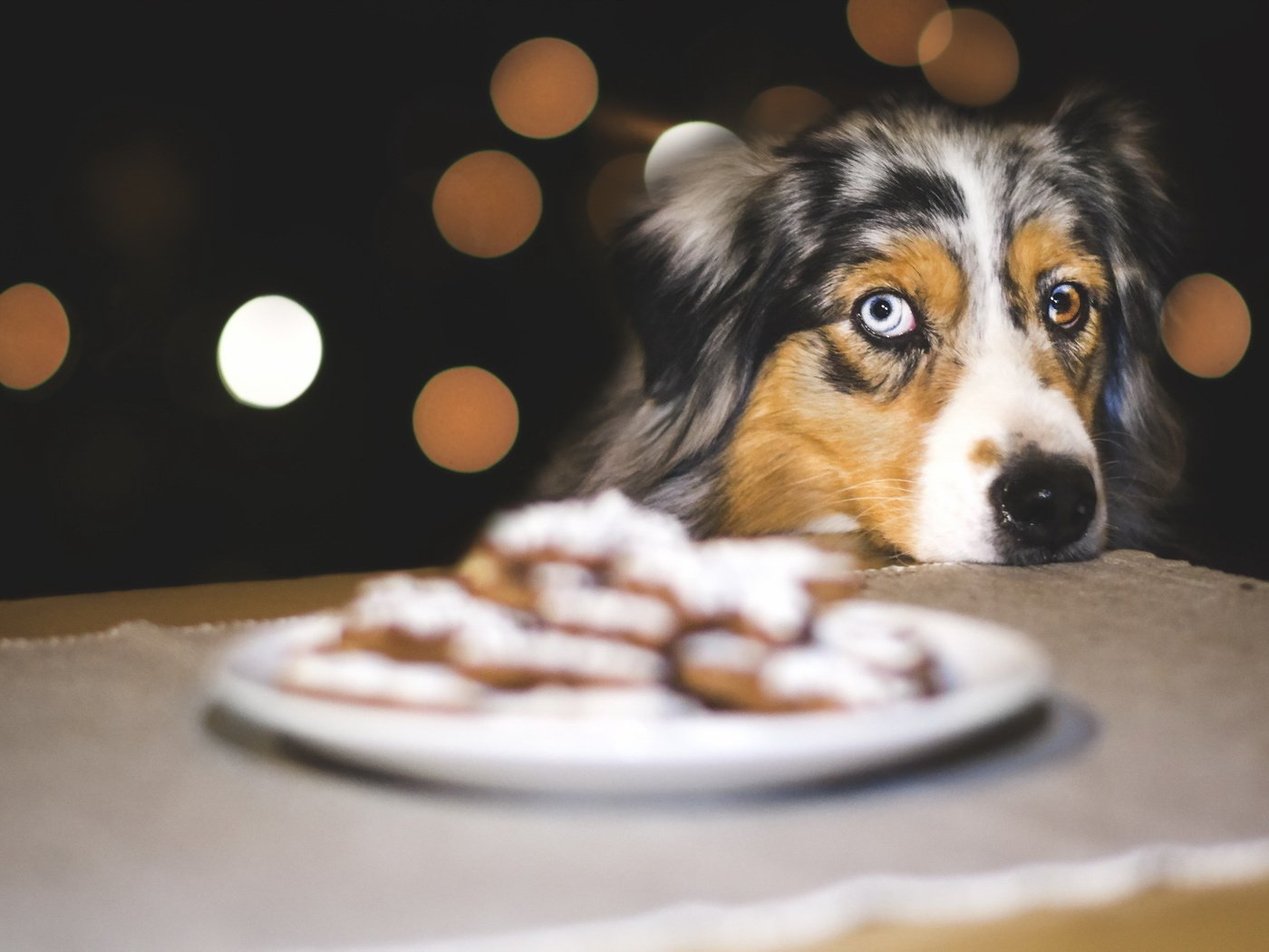 Обои взгляд, собака, печенье, австралийская овчарка, look, dog, cookies, australian shepherd разрешение 2047x1266 Загрузить