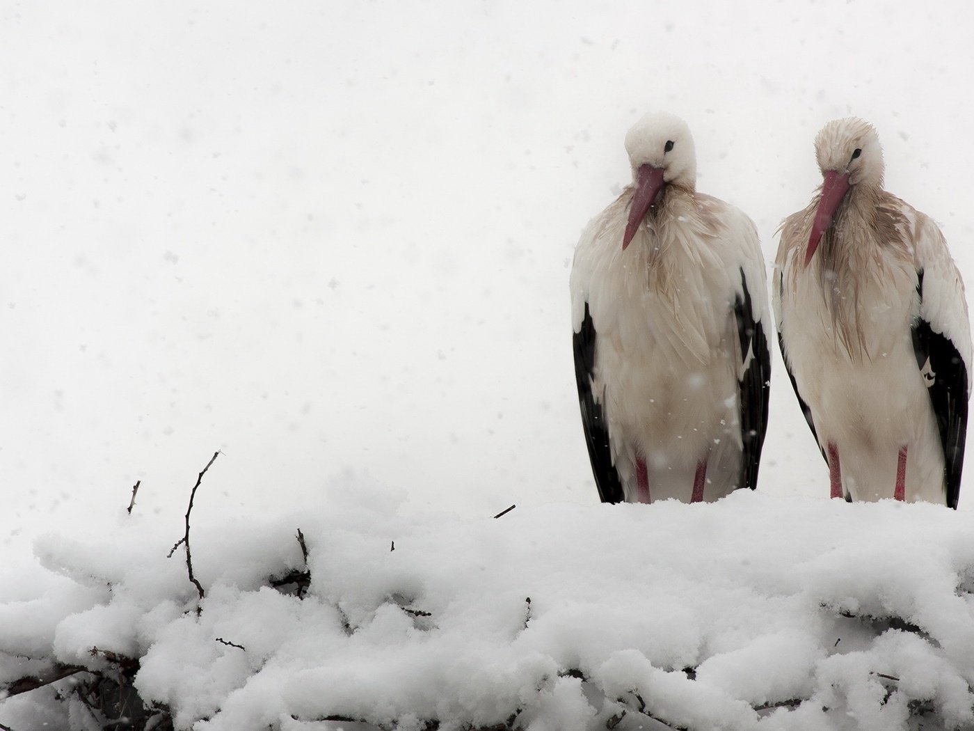 Обои снег, природа, зима, птицы, гнездо, аисты, snow, nature, winter, birds, socket, storks разрешение 1971x1122 Загрузить