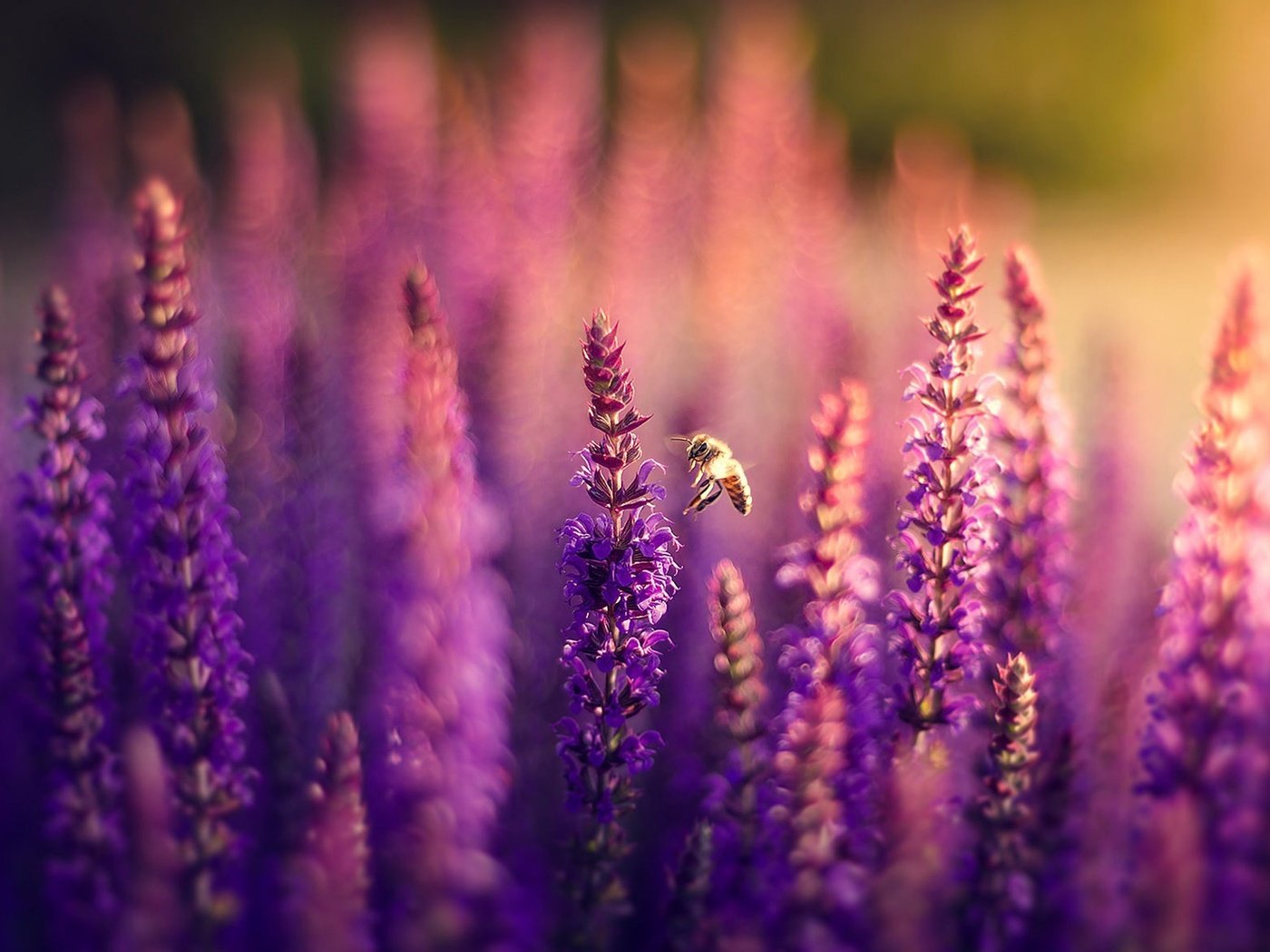 Обои цветы, природа, поле, лаванда, пчела, боке, сиреневые, flowers, nature, field, lavender, bee, bokeh, lilac разрешение 1920x1282 Загрузить