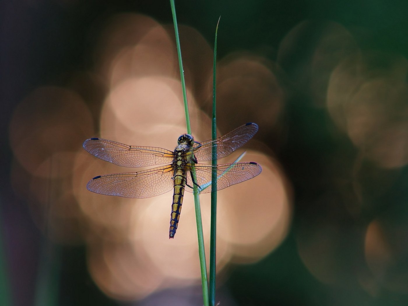 Обои трава, фон, блики, стрекоза, травинки, grass, background, glare, dragonfly разрешение 1920x1200 Загрузить