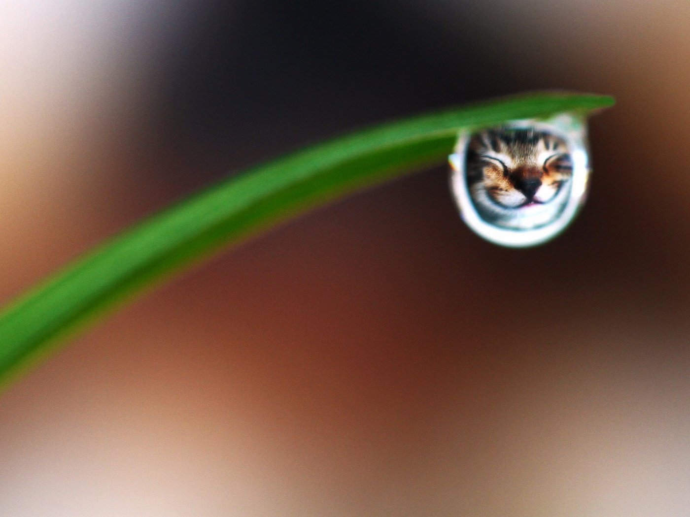 Обои трава, макро, улыбка, кот, капля, прикольная улыбка, grass, macro, smile, cat, drop, cool smile разрешение 2547x1200 Загрузить