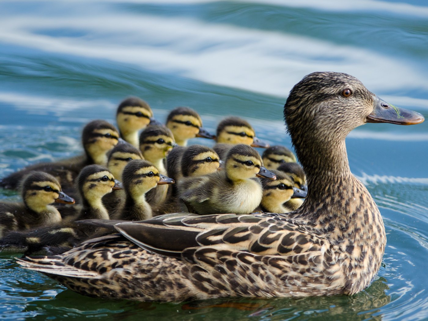 Обои вода, птицы, утята, утка, птенцы, кряква, water, birds, ducklings, duck, chicks, mallard разрешение 4319x2861 Загрузить