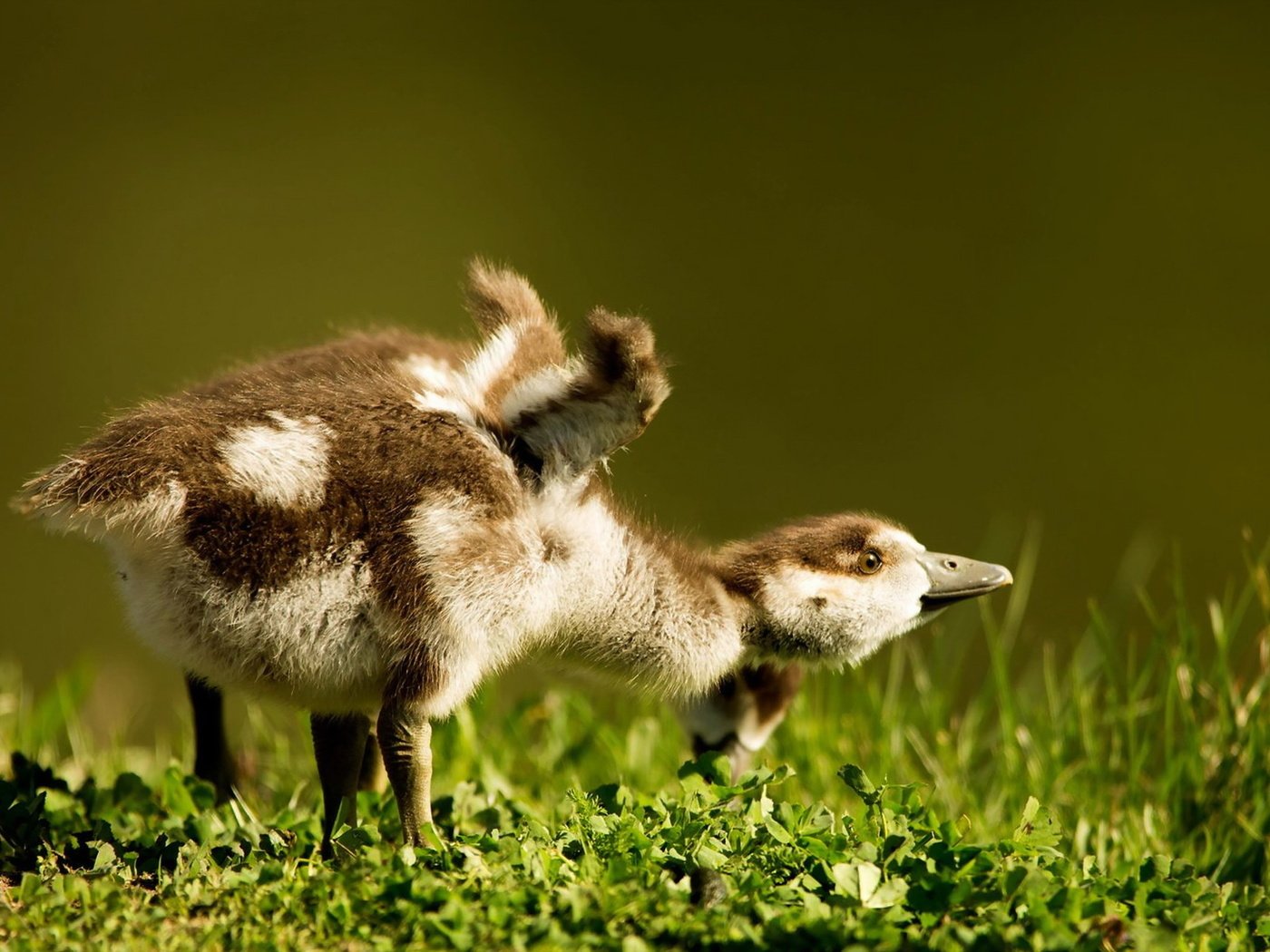 Обои трава, птицы, пара, птенцы, гусенок, grass, birds, pair, chicks, gosling разрешение 1920x1200 Загрузить