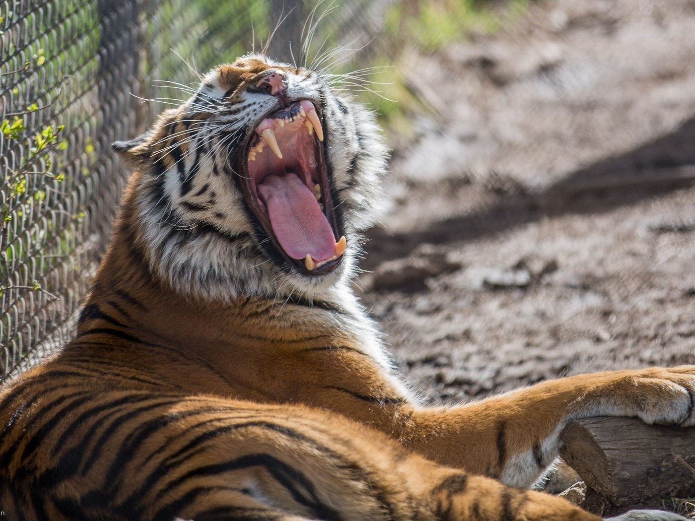 Обои тигр, клыки, хищник, зевает, зоопарк, дикая кошка, tiger, fangs, predator, yawns, zoo, wild cat разрешение 2048x1357 Загрузить