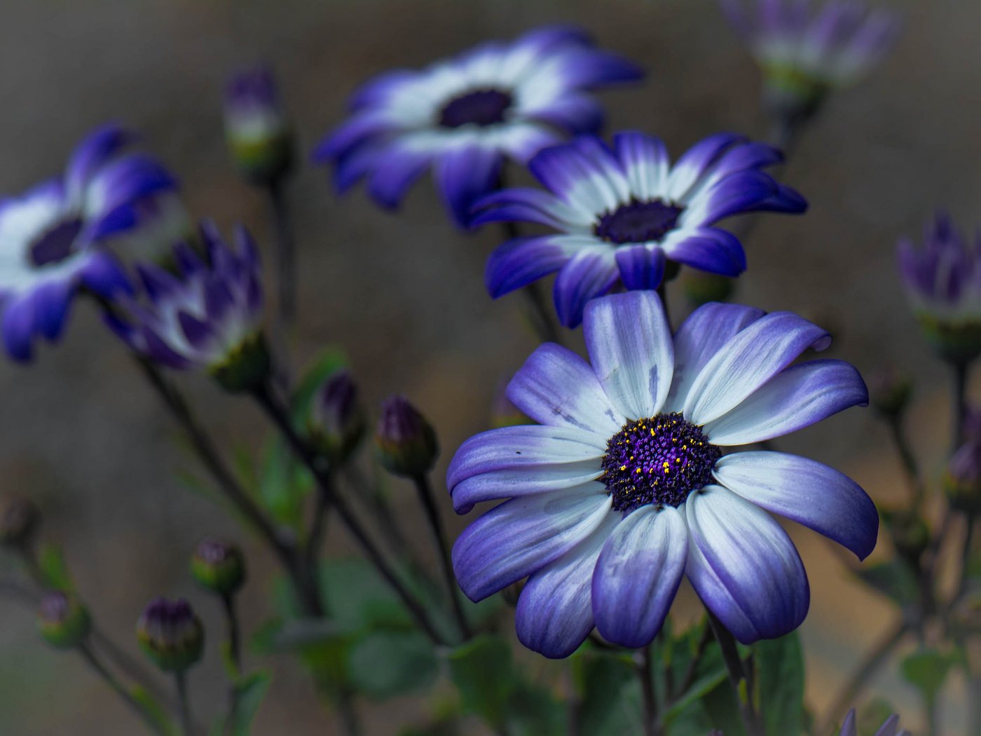 Обои цветы, бутоны, макро, фон, лепестки, герберы, цинерария, flowers, buds, macro, background, petals, gerbera, cineraria разрешение 2048x1399 Загрузить