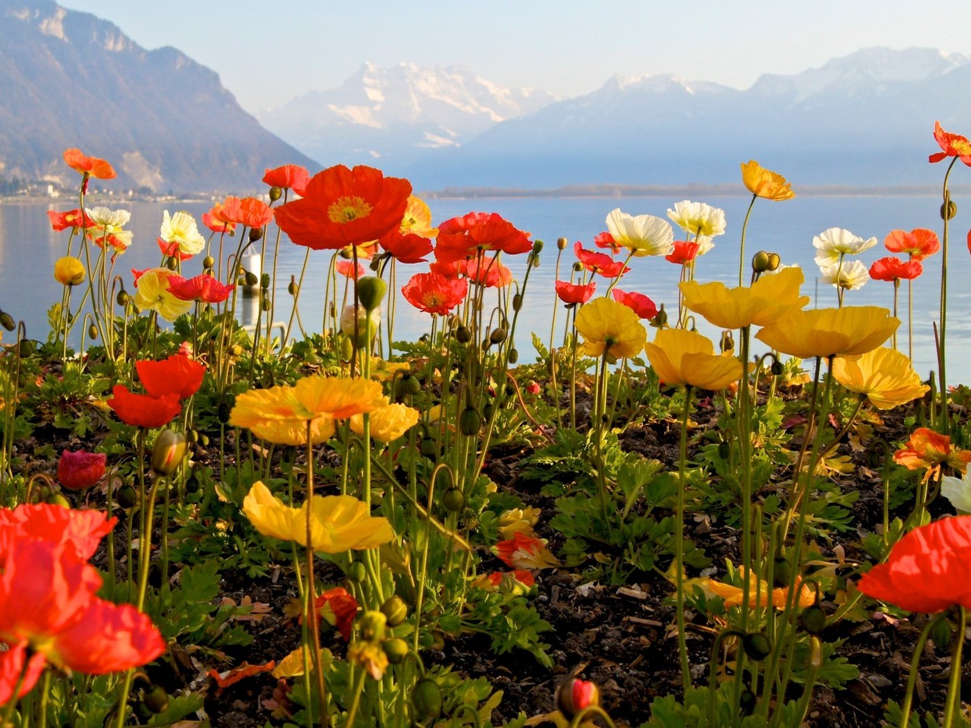 Обои небо, цветы, озеро, горы, маки, the sky, flowers, lake, mountains, maki разрешение 1920x1280 Загрузить