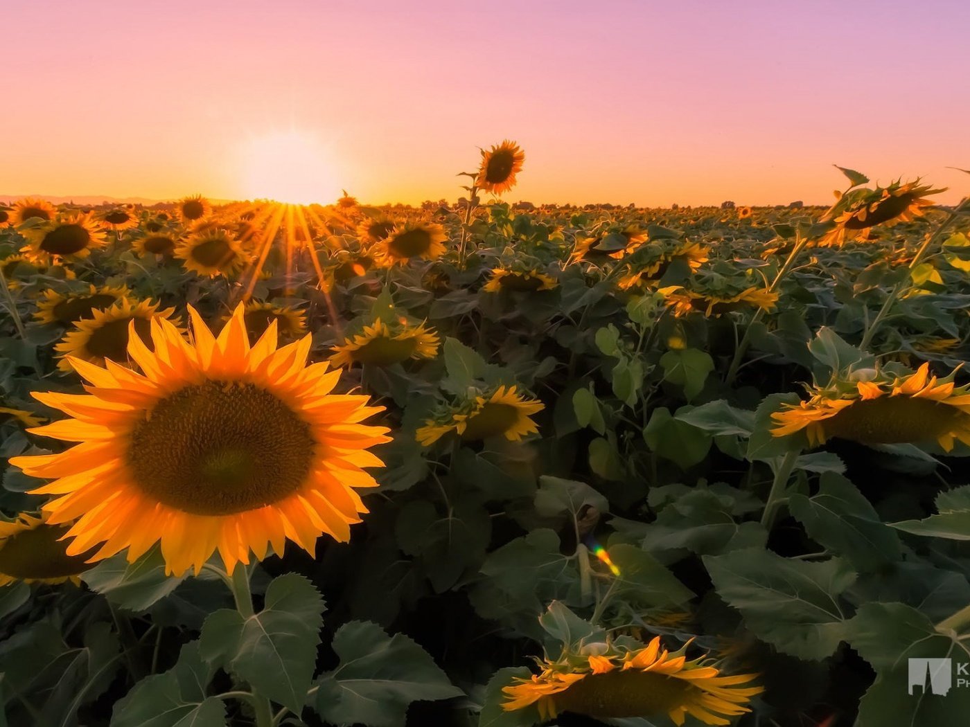 Обои закат, макро, поле, фотограф, подсолнухи, kenji yamamura, sunset, macro, field, photographer, sunflowers разрешение 1920x1080 Загрузить