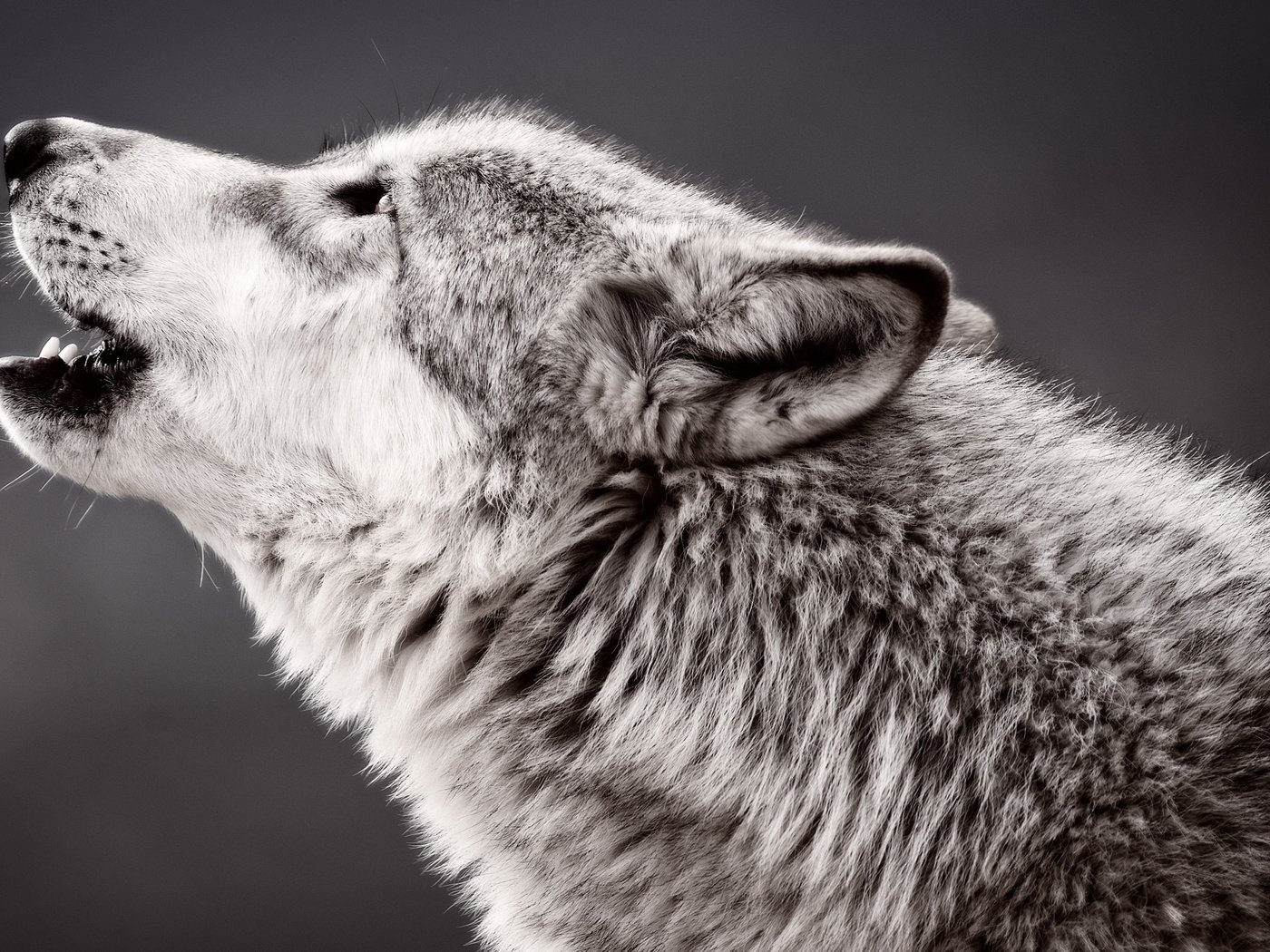 Обои хищник, профиль, волк, воет, predator, profile, wolf, howling разрешение 2048x1375 Загрузить