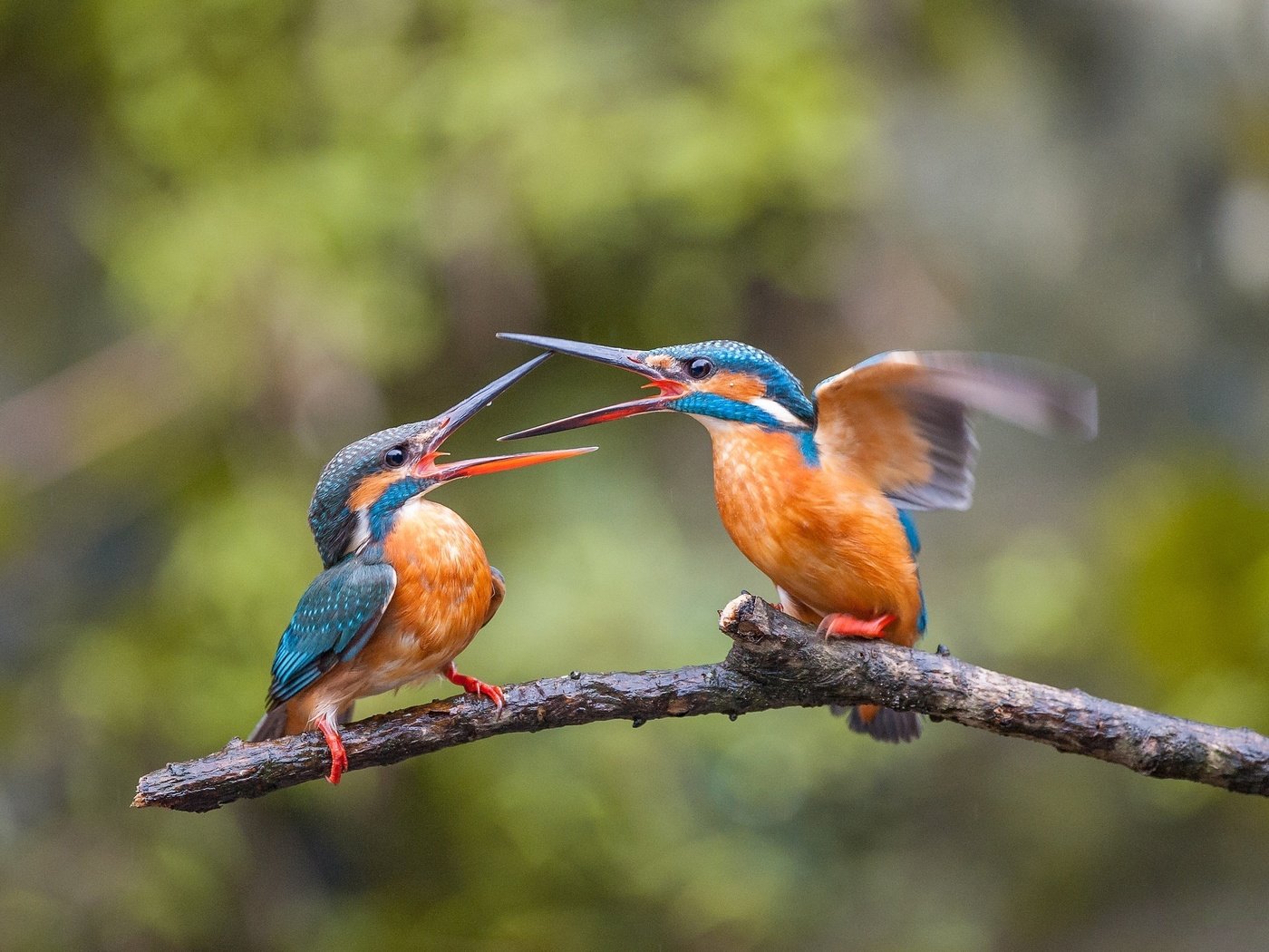 Обои ветка, птицы, клюв, перья, зимородок, ссора, зимородки, branch, birds, beak, feathers, kingfisher, fight, alcedo разрешение 2048x1362 Загрузить