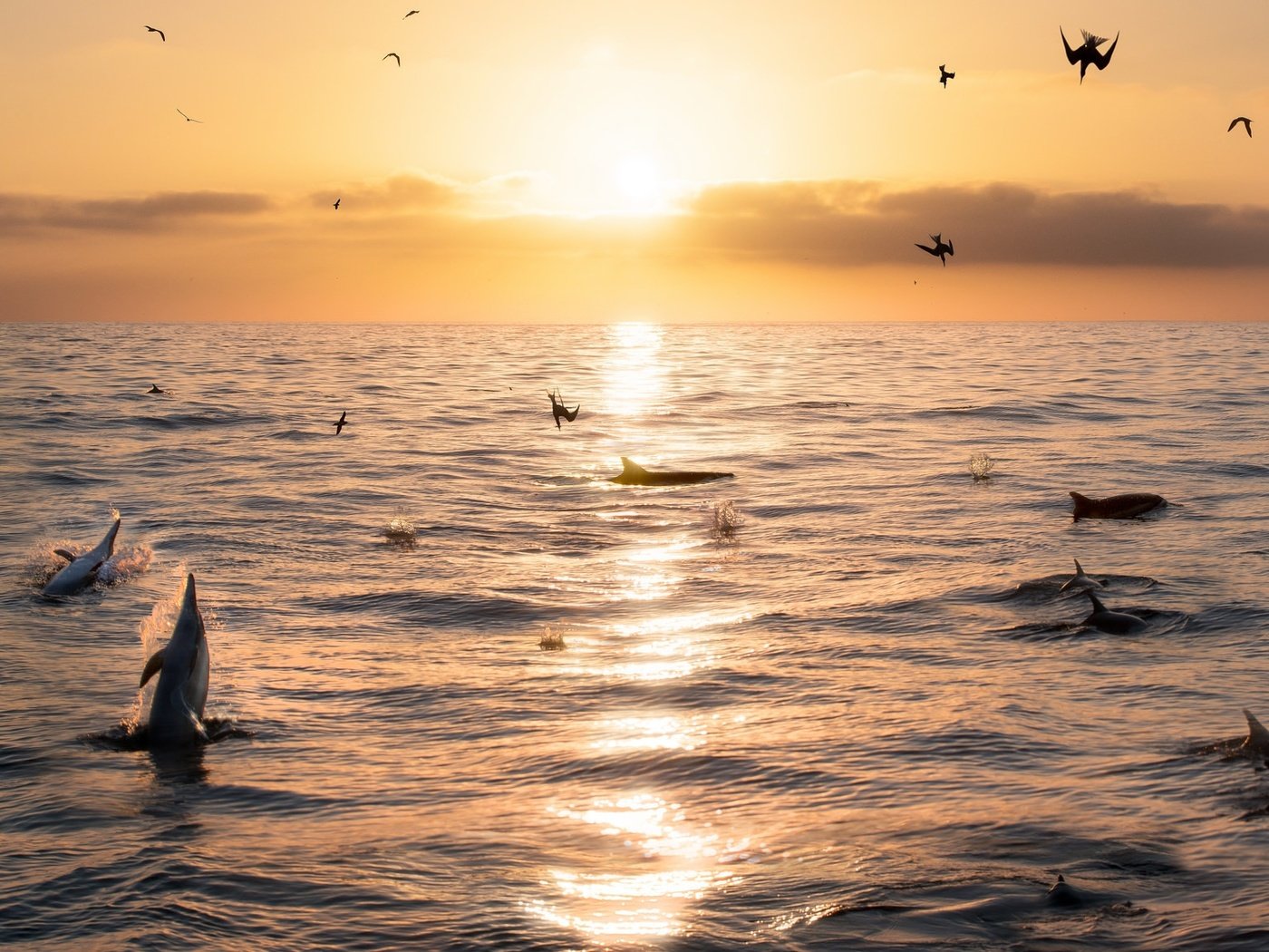 Обои небо, море, горизонт, рассвет, птицы, дельфины, the sky, sea, horizon, dawn, birds, dolphins разрешение 2048x1152 Загрузить