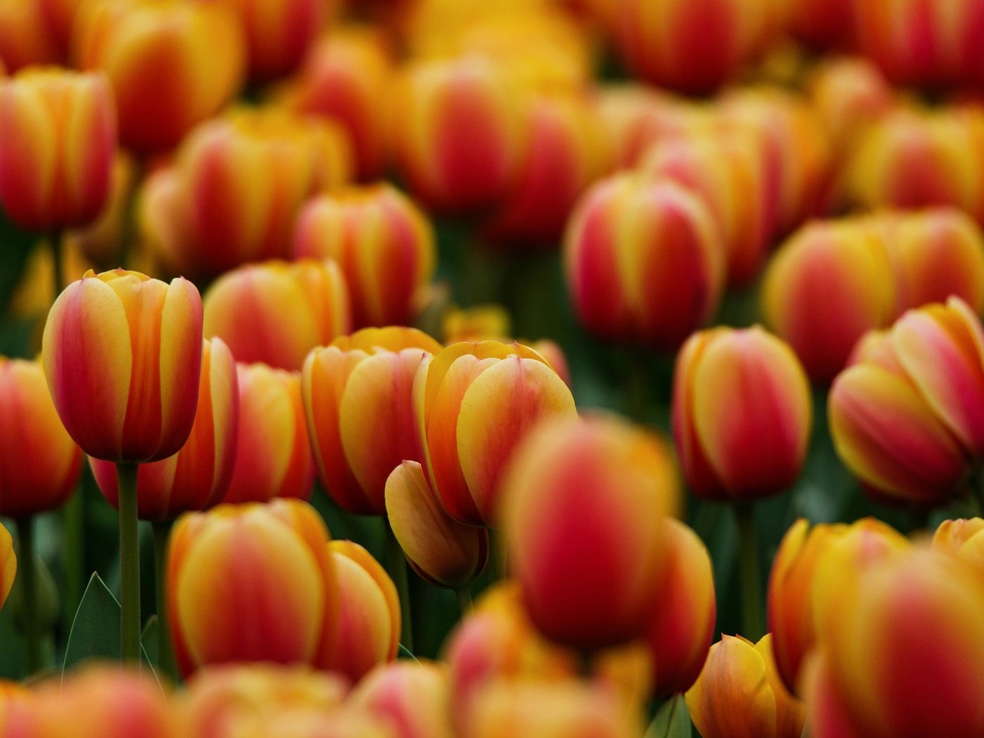 Обои цветы, весна, тюльпаны, flowers, spring, tulips разрешение 1920x1200 Загрузить
