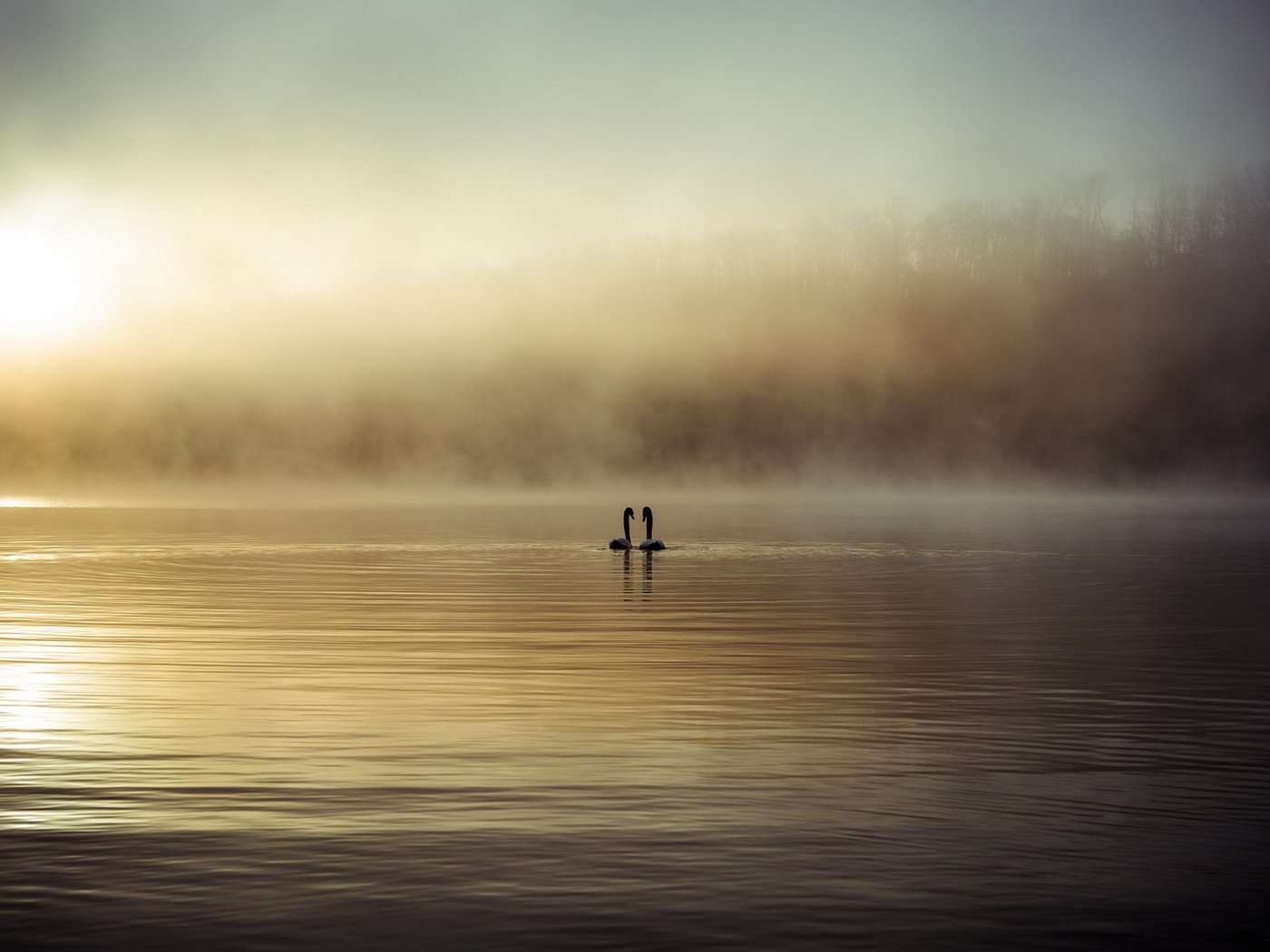 Обои озеро, туман, птицы, лебеди, lake, fog, birds, swans разрешение 1920x1080 Загрузить