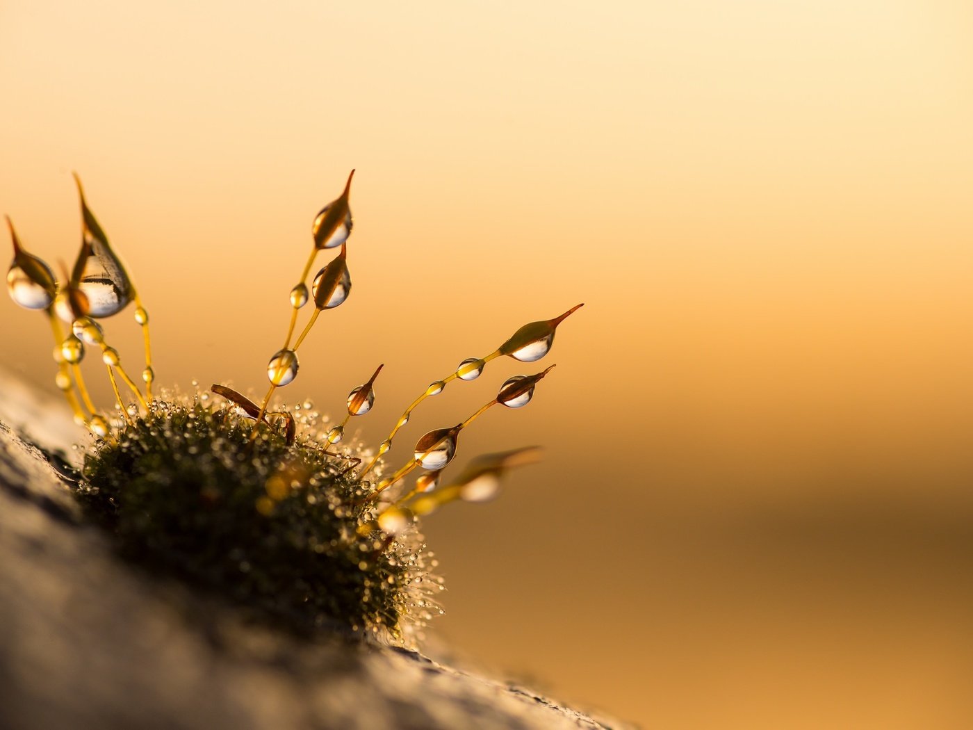 Обои природа, закат, макро, капли, мох, anniison, nature, sunset, macro, drops, moss разрешение 2048x1367 Загрузить