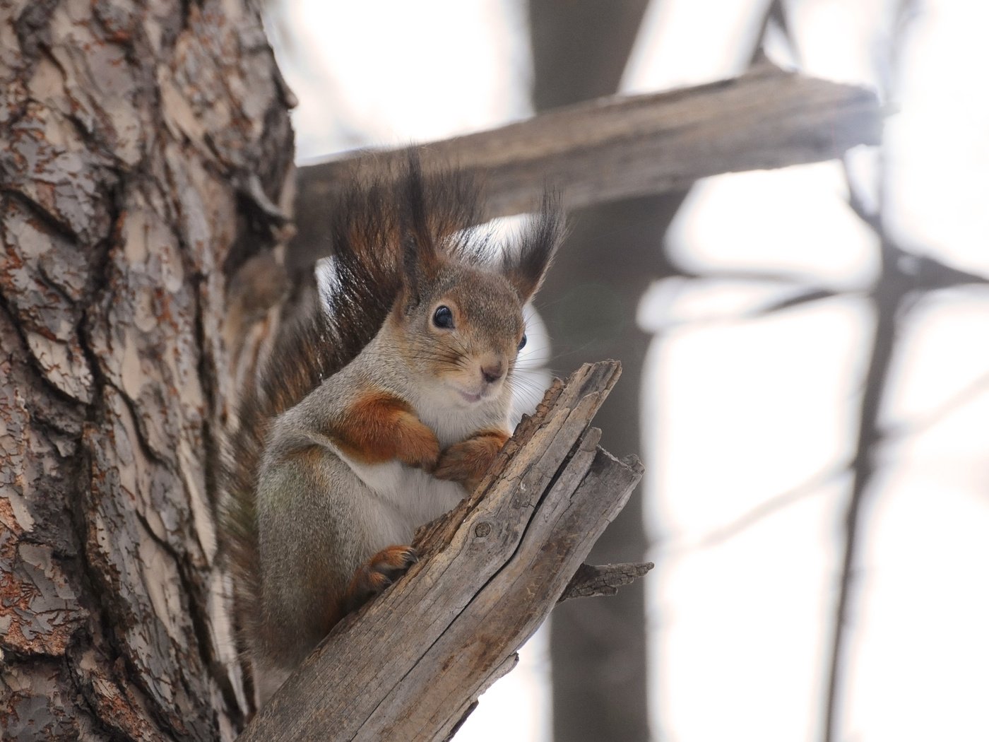 Обои дерево, животное, белка, белочка, грызун, anna verdina, tree, animal, protein, squirrel, rodent разрешение 3268x2296 Загрузить