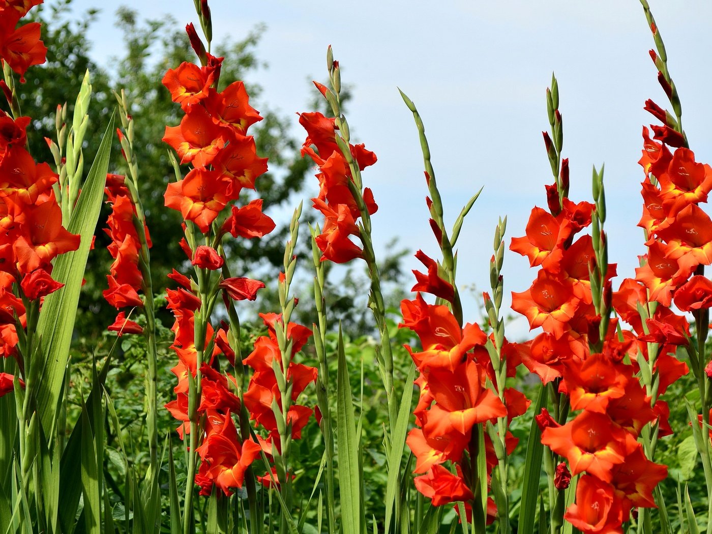 Обои цветы, трава, природа, зелень, красные, гладиолусы, gladioluses, flowers, grass, nature, greens, red, gladiolus разрешение 2900x1920 Загрузить