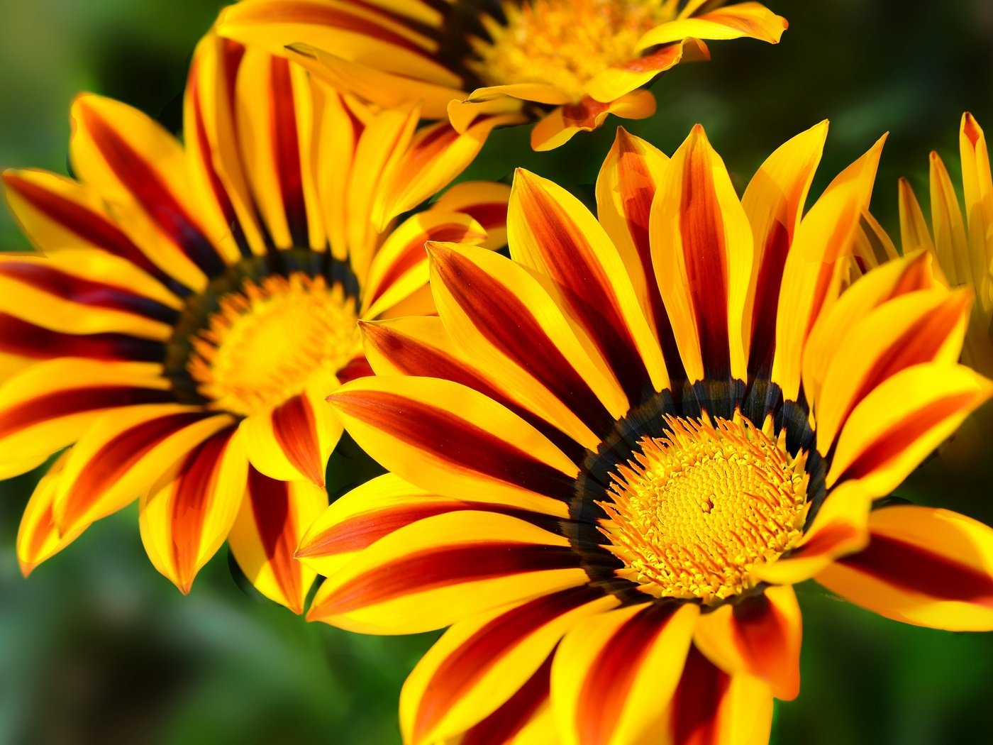 Обои цветы, макро, лепестки, яркие, газания, flowers, macro, petals, bright, gazania разрешение 2048x1365 Загрузить