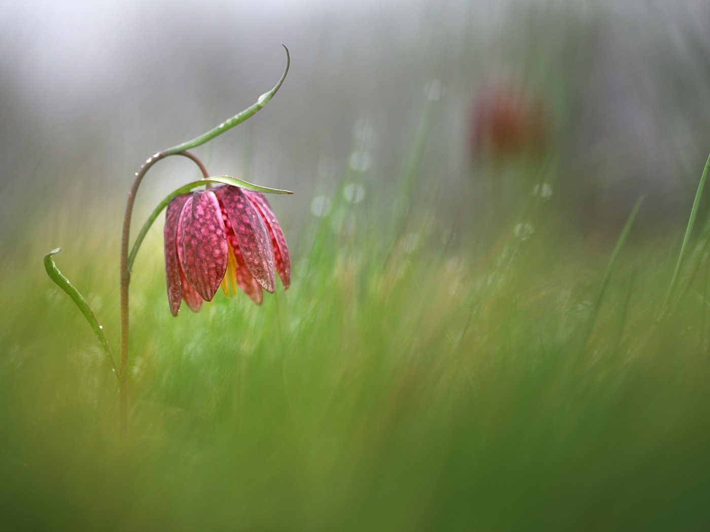 Обои свет, природа, цветок, боке, цветком, фритиллярия, рябчик, donlope villalobos, light, nature, flower, bokeh, fritillaria, grouse разрешение 2560x1707 Загрузить