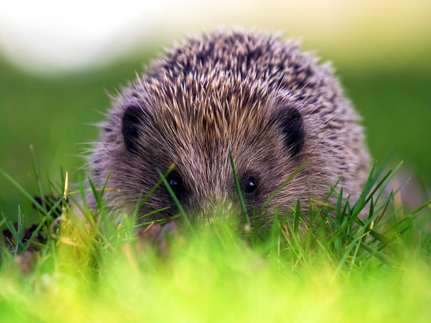 Обои трава, природа, фон, ежик, еж, grass, nature, background, hedgehog разрешение 2563x1658 Загрузить