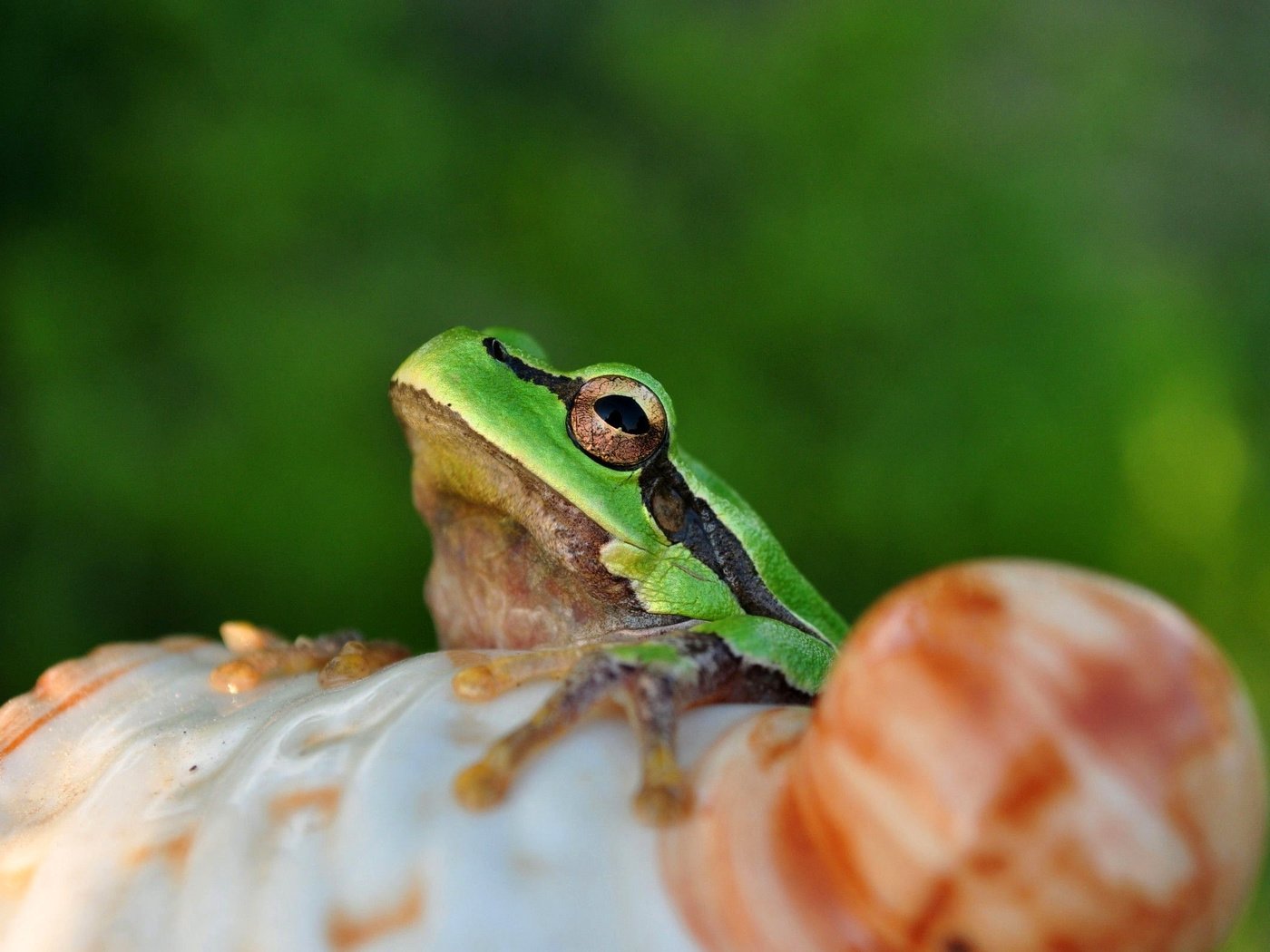 Обои глаза, лягушка, лягуха, амфибия, земноводные, eyes, frog, amphibian, amphibians разрешение 2560x1600 Загрузить