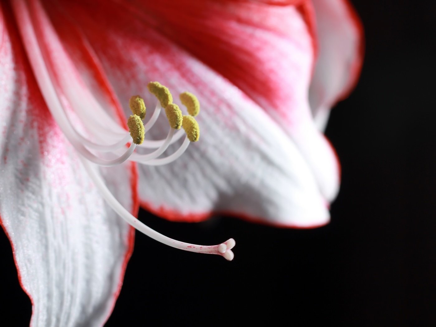 Обои макро, цветок, лепестки, красный, белый, лилия, темный фон, macro, flower, petals, red, white, lily, the dark background разрешение 2048x1365 Загрузить