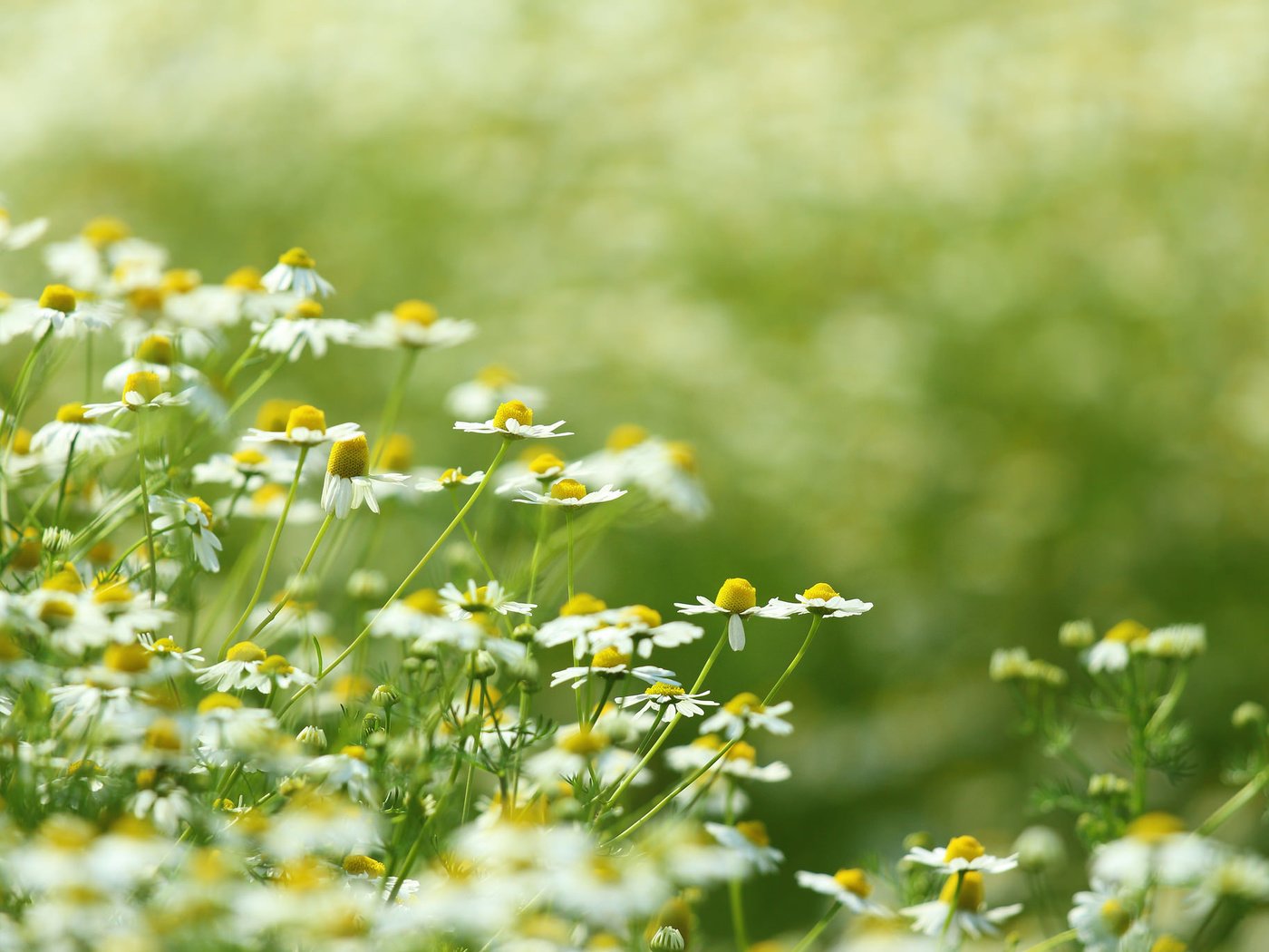 Обои цветы, природа, поле, луг, ромашки, белые, цветком, flowers, nature, field, meadow, chamomile, white, flower разрешение 2048x1365 Загрузить