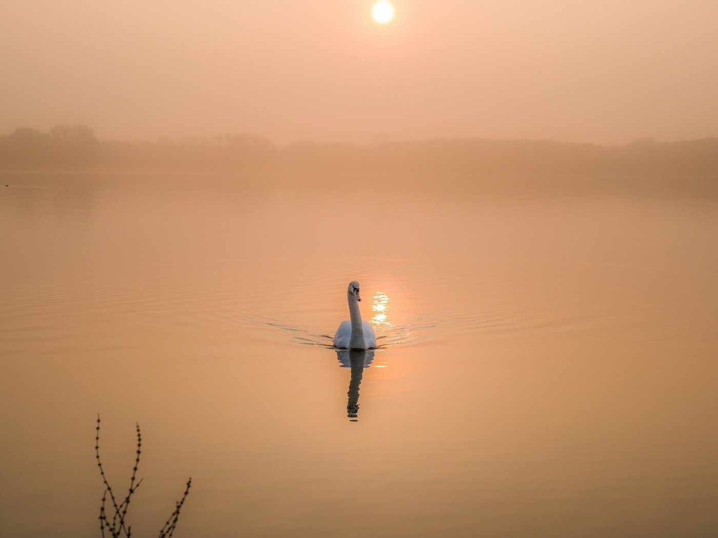 Обои озеро, утро, рассвет, птица, лебедь, lake, morning, dawn, bird, swan разрешение 2560x1708 Загрузить