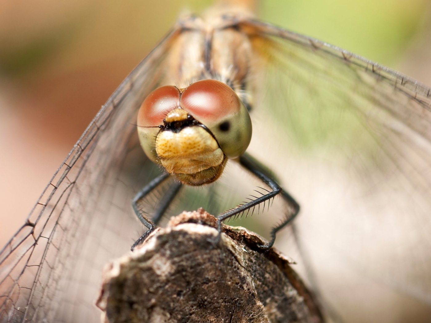 Обои глаза, макро, насекомое, крылья, стрекоза, aliks s., eyes, macro, insect, wings, dragonfly разрешение 3643x2429 Загрузить