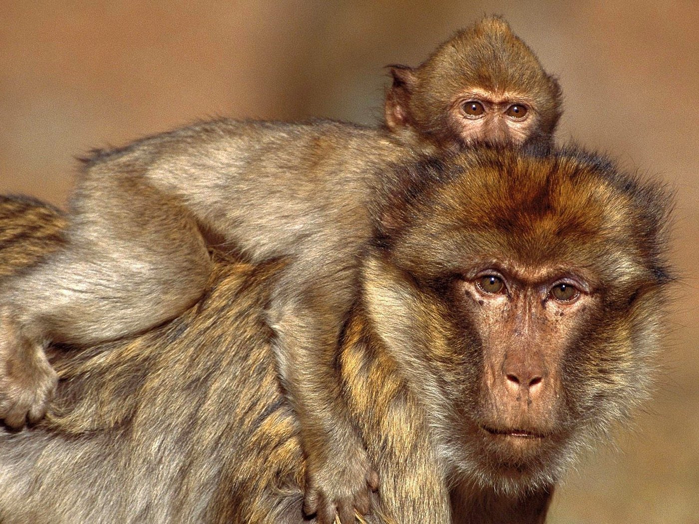 Обои макаки, обезьяны, barbary macaques, macaques, monkey разрешение 1920x1200 Загрузить