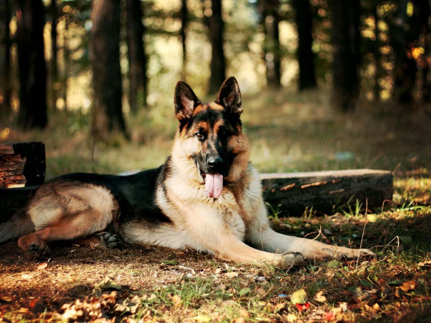 Обои лес, собака, немецкая овчарка, forest, dog, german shepherd разрешение 2000x1333 Загрузить