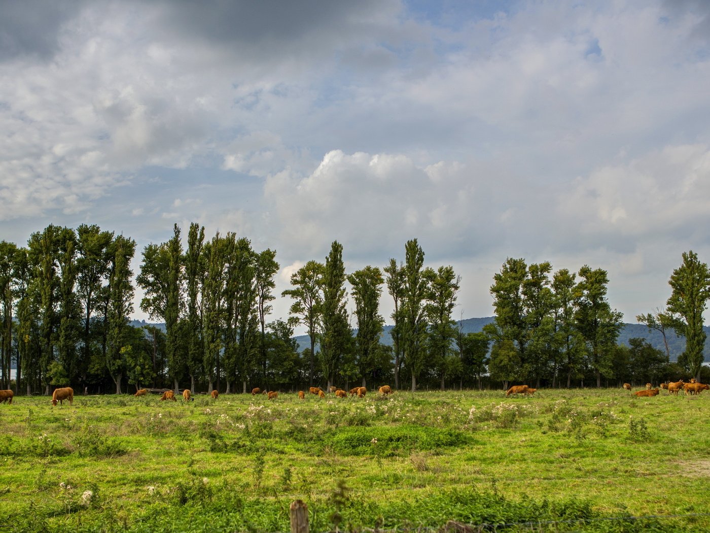 Обои трава, облака, природа, луг, германия, коровы, glees, grass, clouds, nature, meadow, germany, cows разрешение 3090x1924 Загрузить