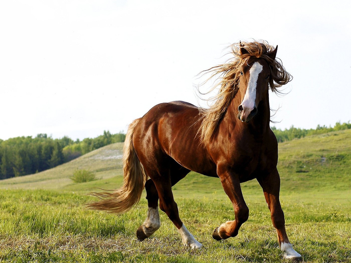 Обои небо, лошадь, трава, природа, животное, конь, the sky, horse, grass, nature, animal разрешение 2560x1600 Загрузить