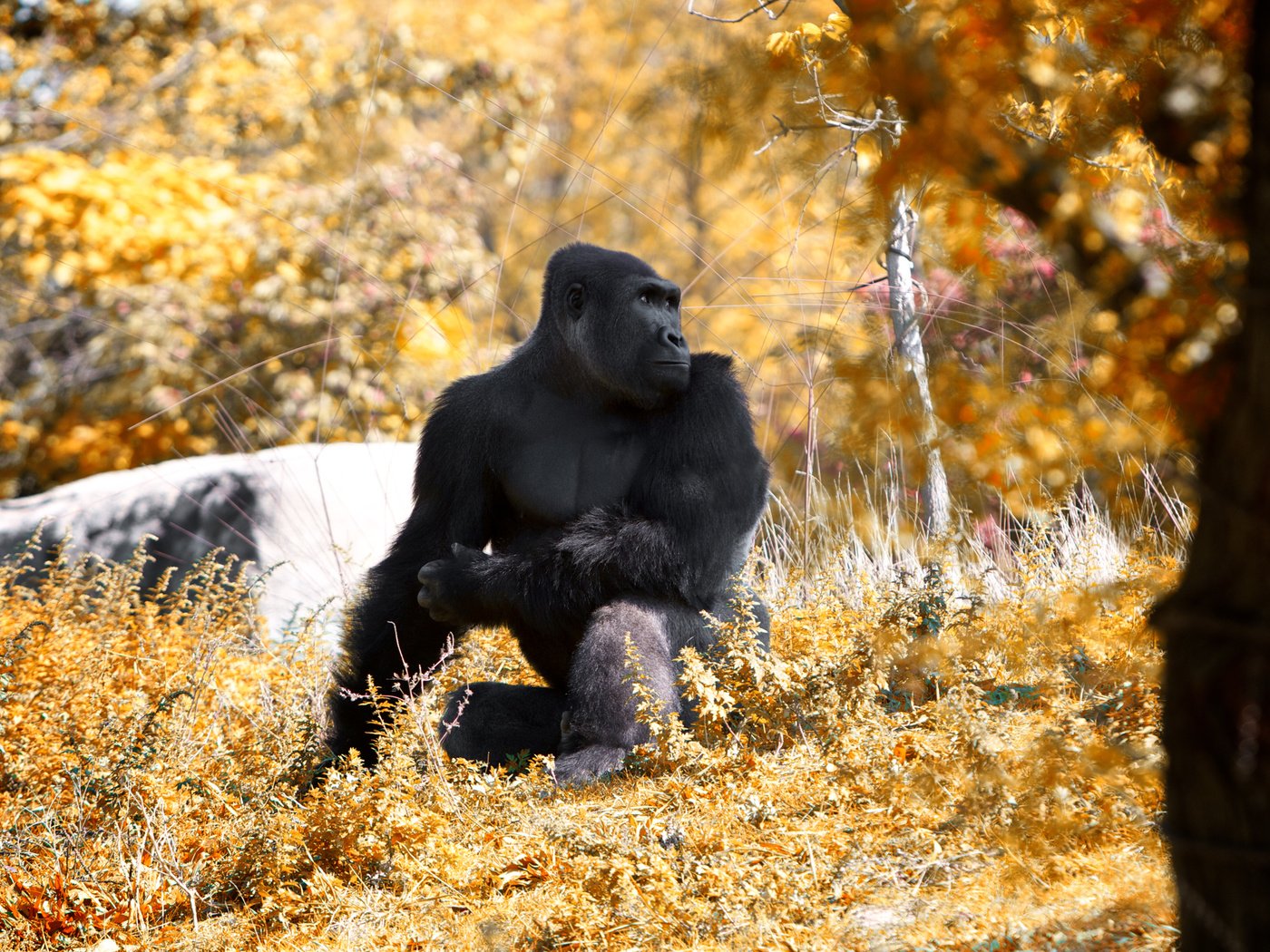 Обои лес, осень, животное, обезьяна, горилла, примат, black gorilla, forest, autumn, animal, monkey, gorilla, the primacy of разрешение 2560x1600 Загрузить