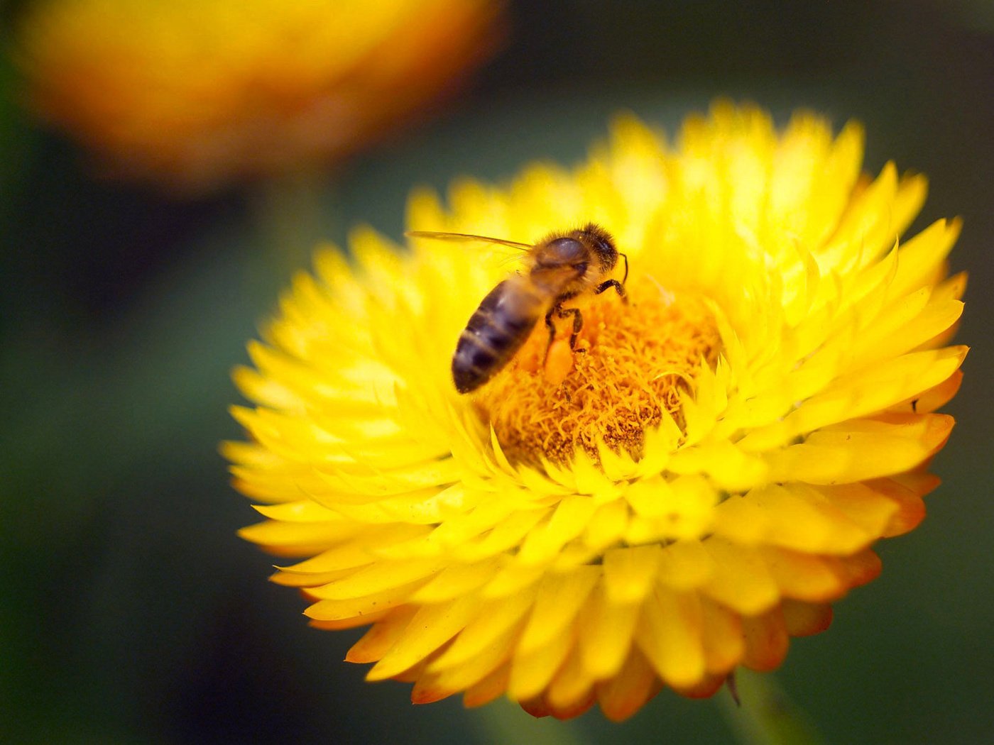 Обои желтый, макро, насекомое, цветок, пчела, yellow, macro, insect, flower, bee разрешение 1920x1200 Загрузить