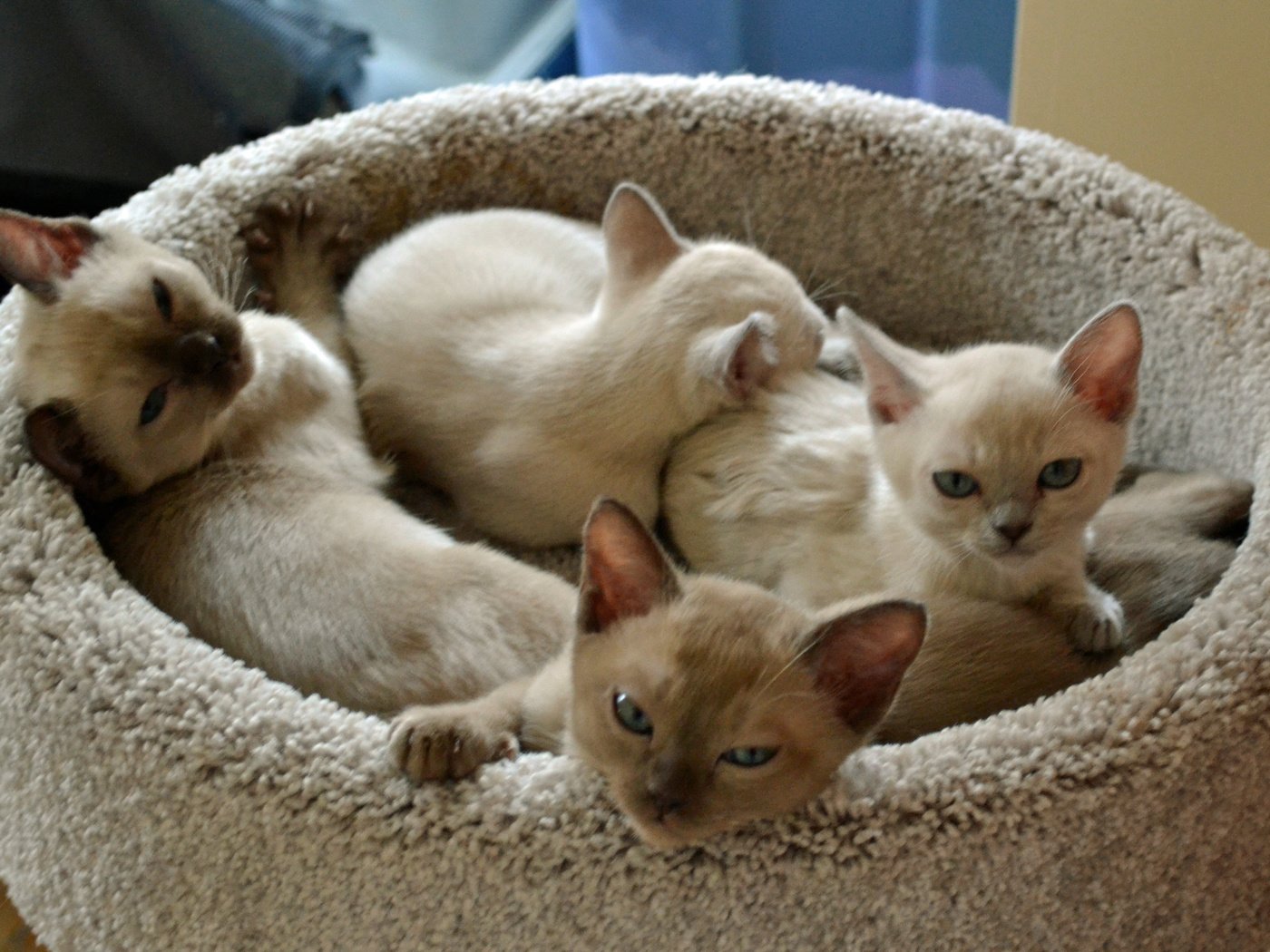 Обои кошки, котята, мордочки, тонкинез, cats, kittens, faces, tonkinese разрешение 4608x3072 Загрузить