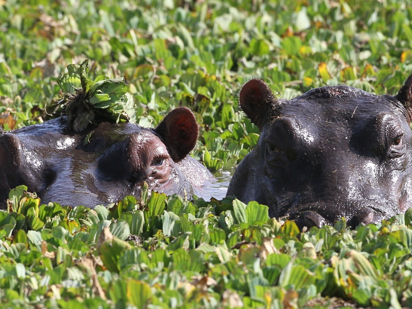 Обои глаза, зелень, пара, купание, бегемоты, eyes, greens, pair, bathing, hippos разрешение 3508x1669 Загрузить