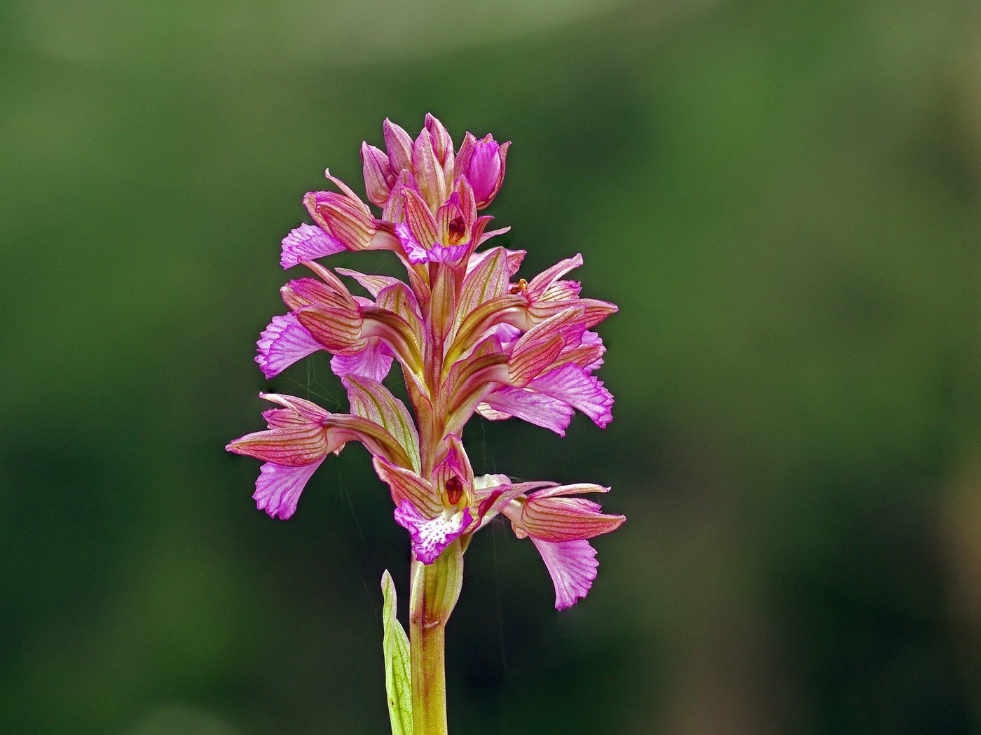 Обои цветок, розовый, орхидея, ziva & amir, wildflower, flower, pink, orchid разрешение 4055x2731 Загрузить