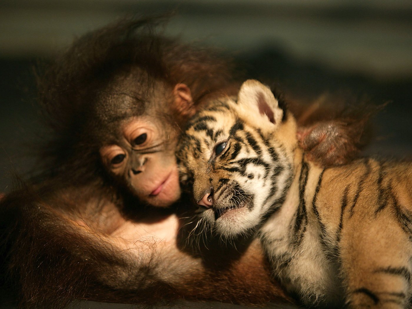Обои тигр, животные, друзья, орангутанг, tiger, animals, friends, orangutan разрешение 3000x2000 Загрузить