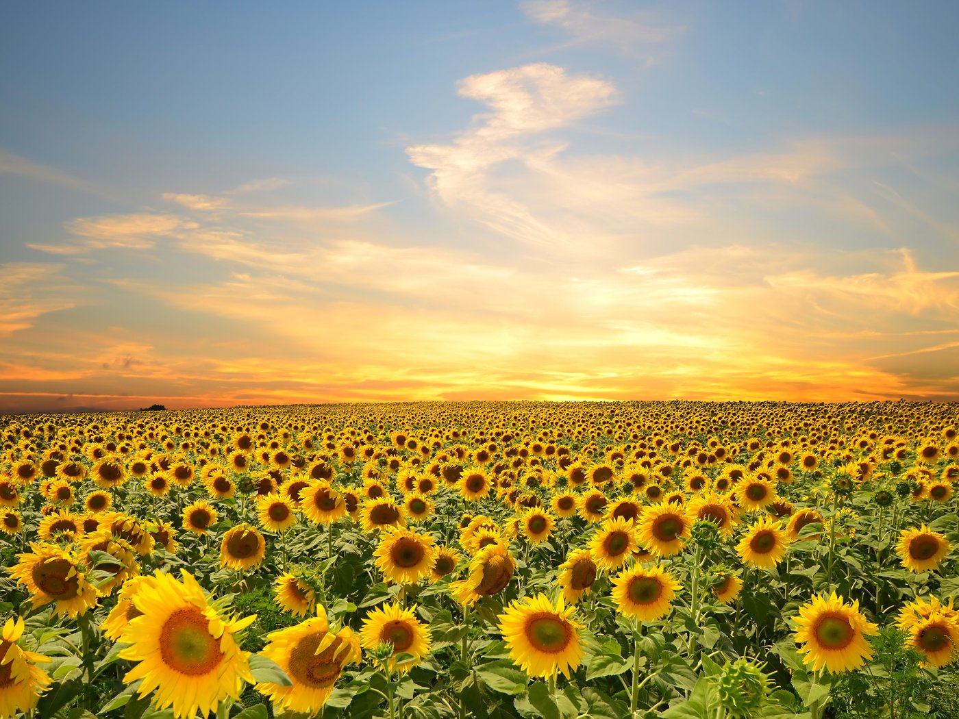 Обои небо, цветы, облака, поле, подсолнухи, the sky, flowers, clouds, field, sunflowers разрешение 4928x3264 Загрузить