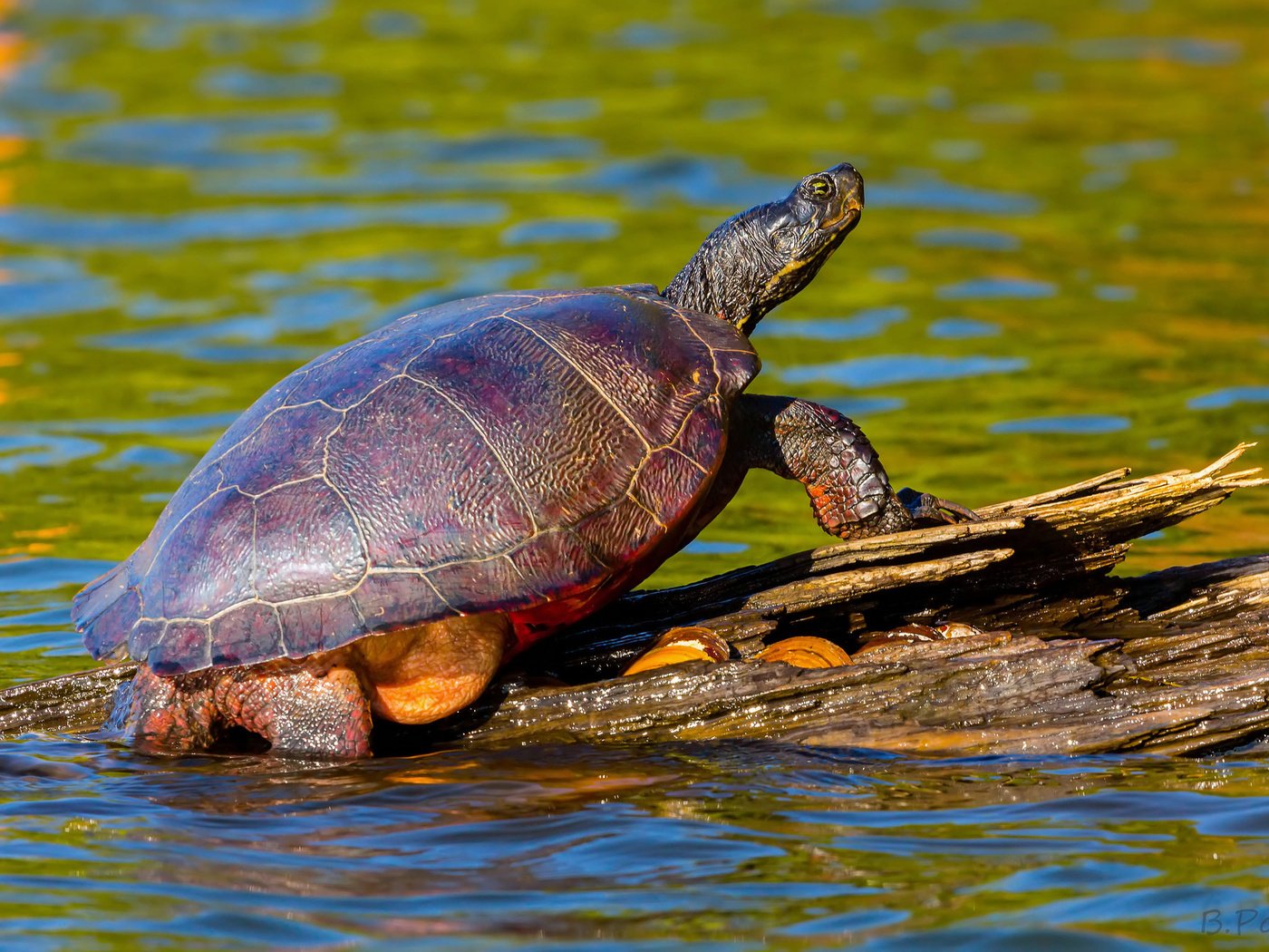 Обои вода, природа, черепаха, панцирь, коряга, water, nature, turtle, shell, snag разрешение 2048x1325 Загрузить